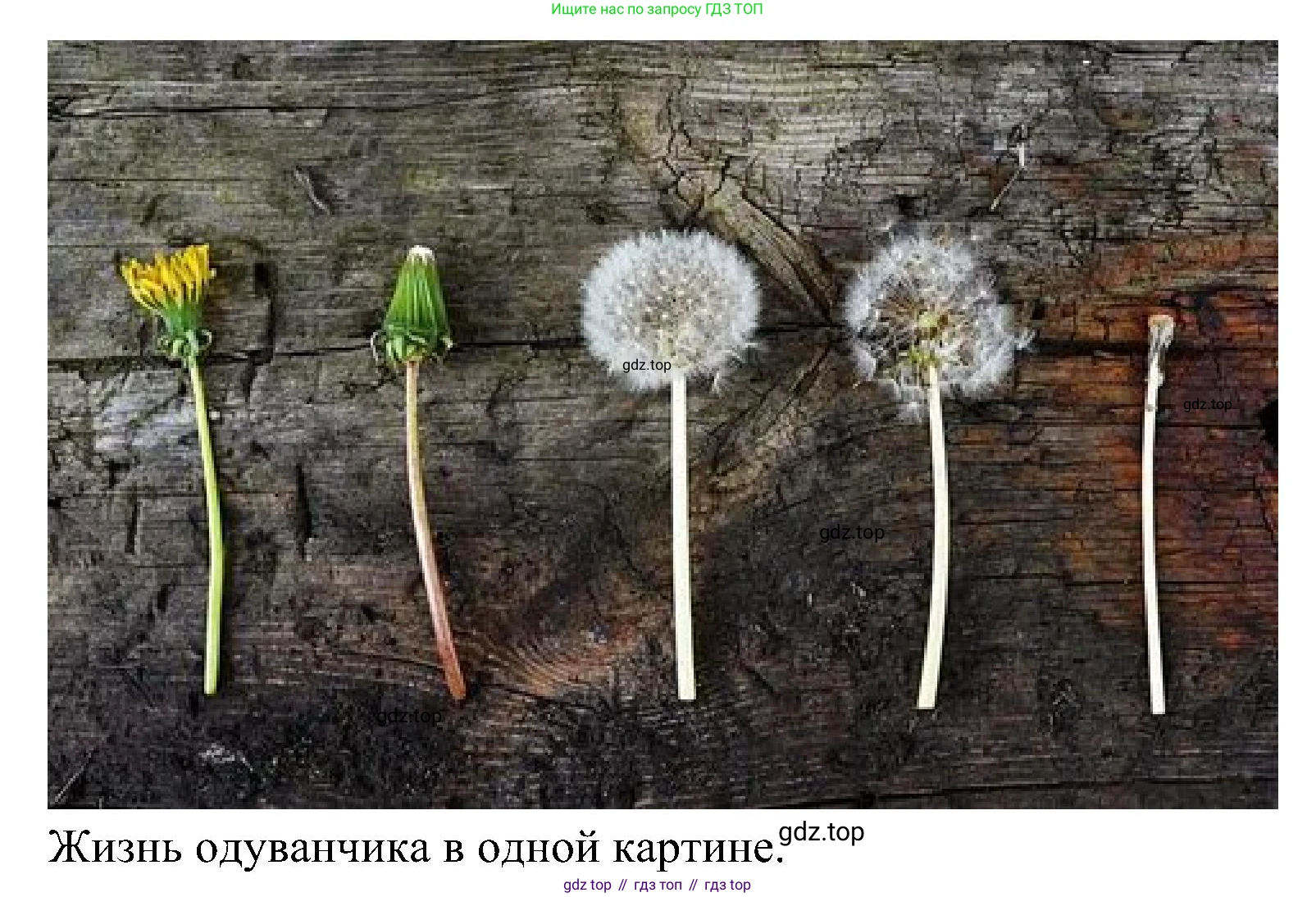 ГДЗ Биология, 5 класс Учебник, авторы: Пономарева Ирма Николаевна, Николаев Игорь Владиславович, Корнилова Ольга Анатольевна, издательство Просвещение, Москва, 2023, зелёного цвета, страница 157, Решение (продолжение 2)