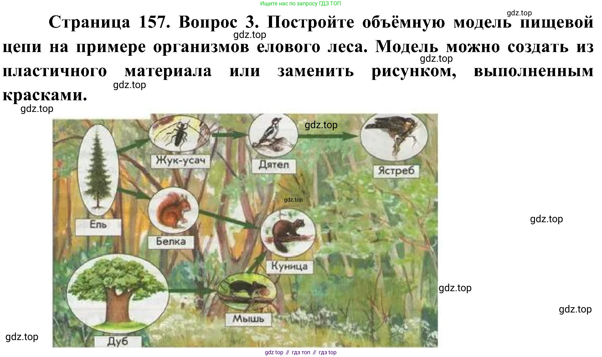 ГДЗ Биология, 5 класс Учебник, авторы: Пономарева Ирма Николаевна, Николаев Игорь Владиславович, Корнилова Ольга Анатольевна, издательство Просвещение, Москва, 2023, зелёного цвета, страница 157, номер 3, Решение