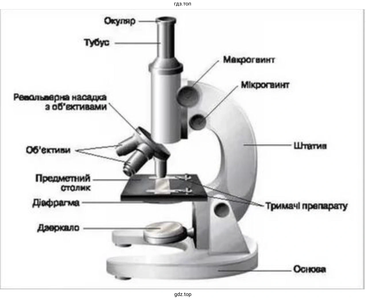Рассмотрите микроскоп. Найдите его основные части