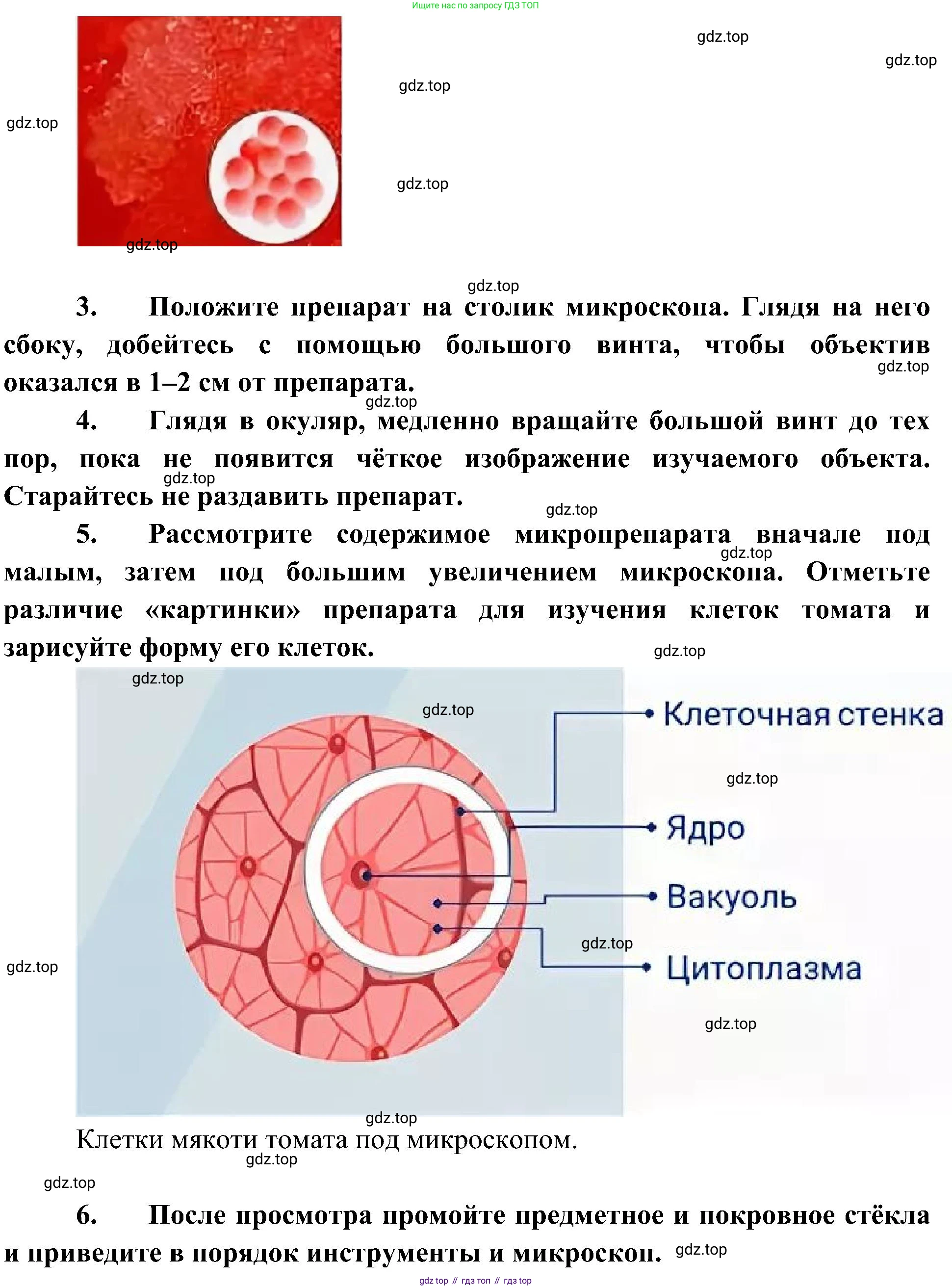 ГДЗ Биология, 5 класс Учебник, авторы: Пономарева Ирма Николаевна, Николаев Игорь Владиславович, Корнилова Ольга Анатольевна, издательство Просвещение, Москва, 2023, зелёного цвета, страница 38, Решение (продолжение 2)