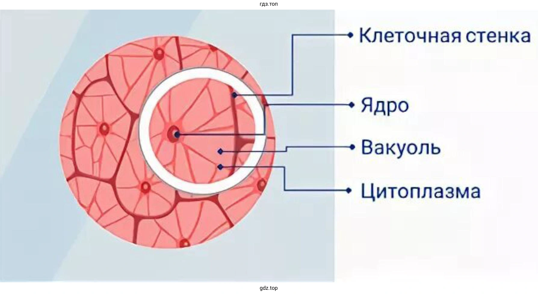Приготовьте микропрепарат из мякоти томата