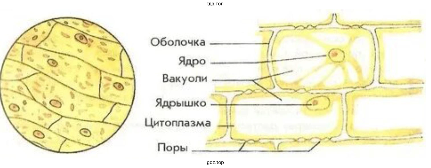 Зарисуйте в тетради клетки кожицы лука. Подпишите их части