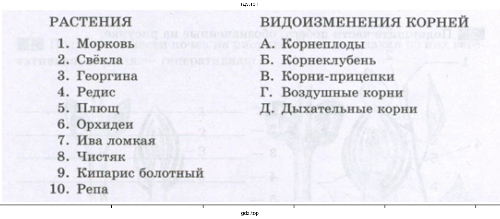 Виды тканей растений