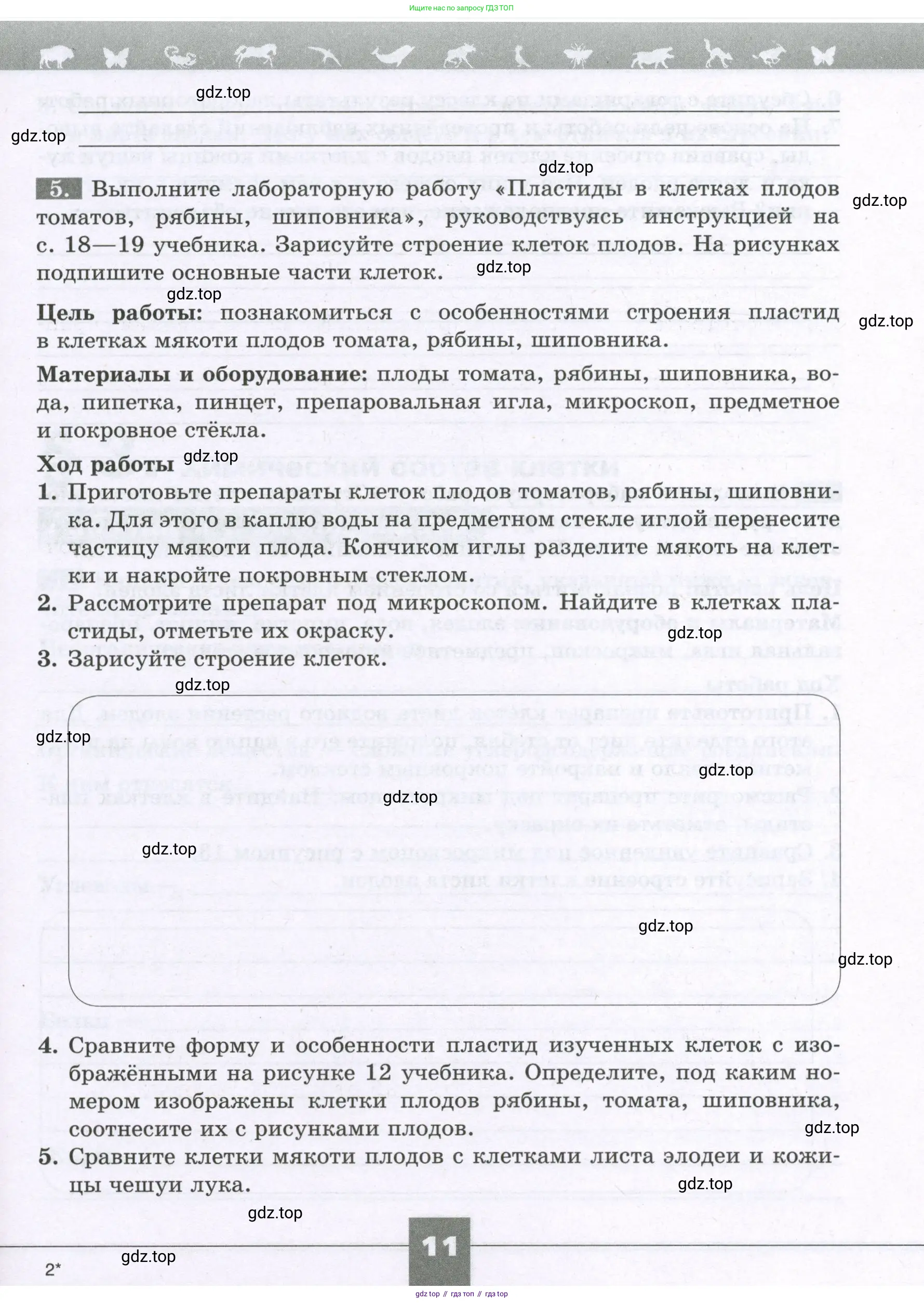 Биология, 6 класс рабочая тетрадь, авторы: Пасечник Владимир Васильевич, Суматохин Сергей Витальевич, Швецов Глеб Геннадьевич, Гапонюк Зоя Георгиевна, Косарькова Марина Викторовна, издательство Просвещение, Москва, 2023, белого цвета, страница 11