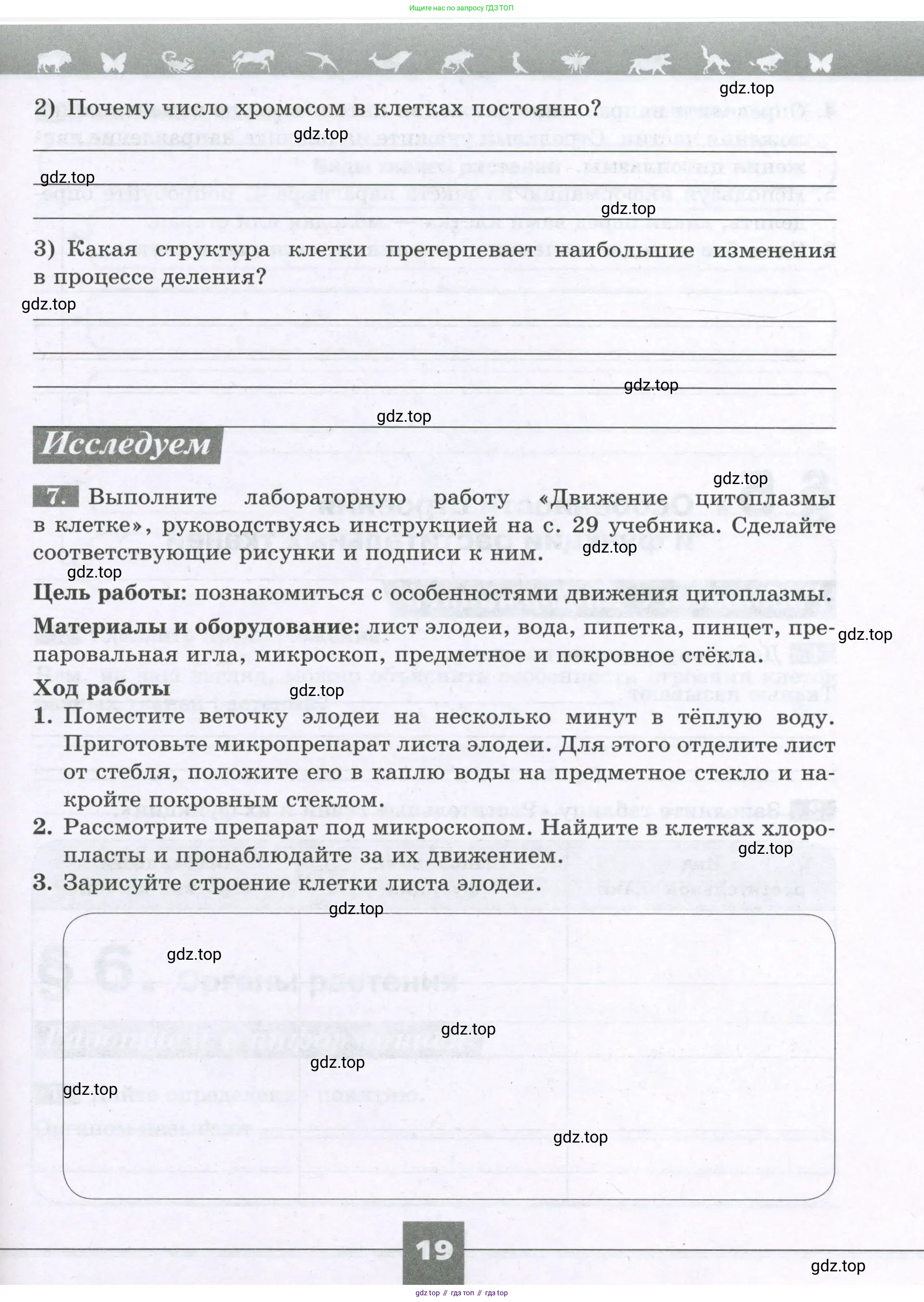 Биология, 6 класс рабочая тетрадь, авторы: Пасечник Владимир Васильевич, Суматохин Сергей Витальевич, Швецов Глеб Геннадьевич, Гапонюк Зоя Георгиевна, Косарькова Марина Викторовна, издательство Просвещение, Москва, 2023, белого цвета, страница 19