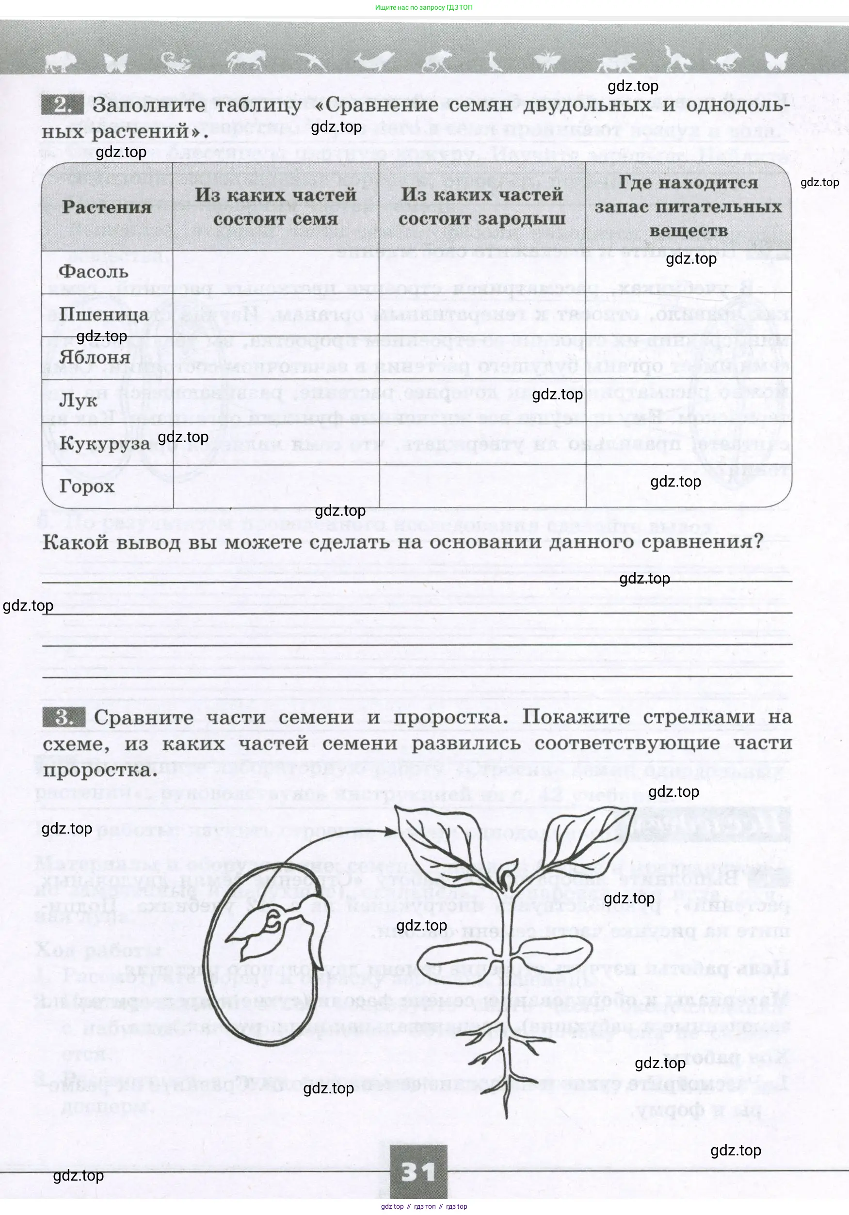 Биология, 6 класс рабочая тетрадь, авторы: Пасечник Владимир Васильевич, Суматохин Сергей Витальевич, Швецов Глеб Геннадьевич, Гапонюк Зоя Георгиевна, Косарькова Марина Викторовна, издательство Просвещение, Москва, 2023, белого цвета, страница 31