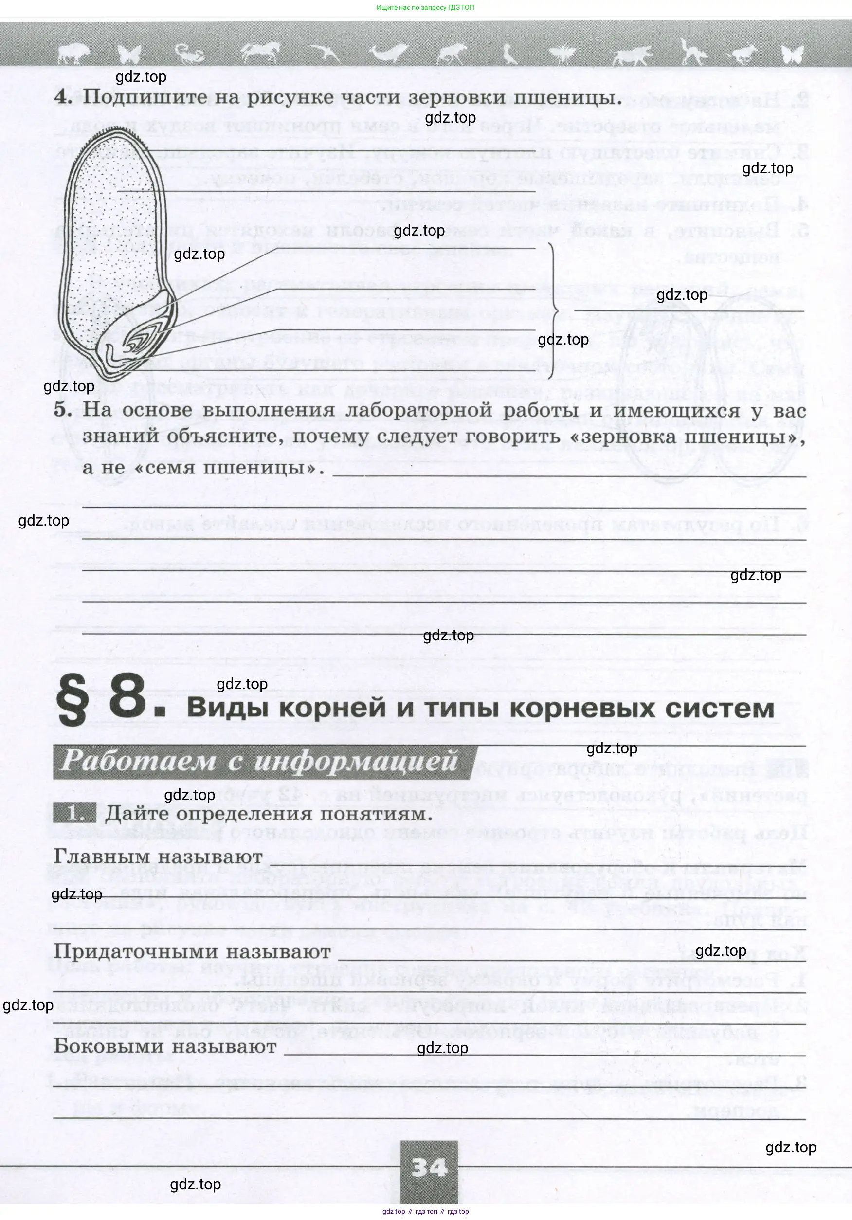 Биология, 6 класс рабочая тетрадь, авторы: Пасечник Владимир Васильевич, Суматохин Сергей Витальевич, Швецов Глеб Геннадьевич, Гапонюк Зоя Георгиевна, Косарькова Марина Викторовна, издательство Просвещение, Москва, 2023, белого цвета, страница 34