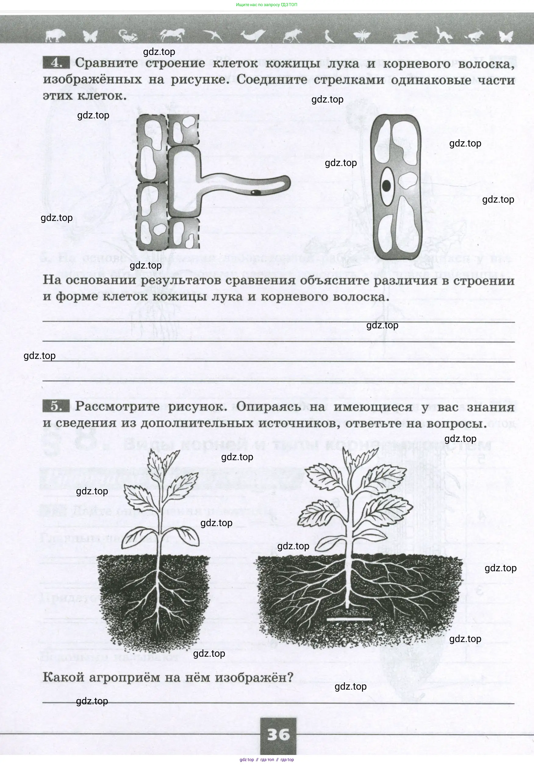 Биология, 6 класс рабочая тетрадь, авторы: Пасечник Владимир Васильевич, Суматохин Сергей Витальевич, Швецов Глеб Геннадьевич, Гапонюк Зоя Георгиевна, Косарькова Марина Викторовна, издательство Просвещение, Москва, 2023, белого цвета, страница 36