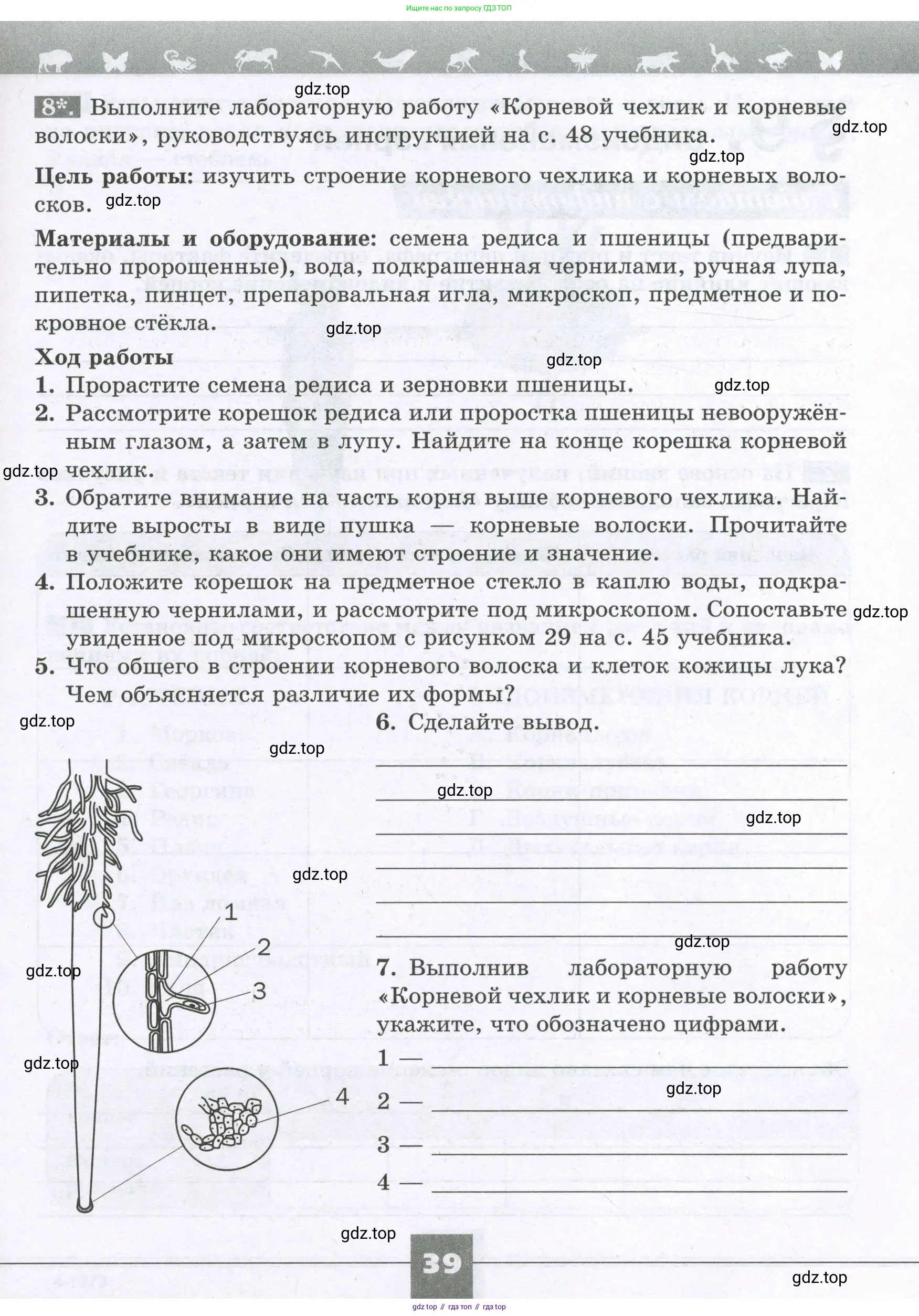 Биология, 6 класс рабочая тетрадь, авторы: Пасечник Владимир Васильевич, Суматохин Сергей Витальевич, Швецов Глеб Геннадьевич, Гапонюк Зоя Георгиевна, Косарькова Марина Викторовна, издательство Просвещение, Москва, 2023, белого цвета, страница 39