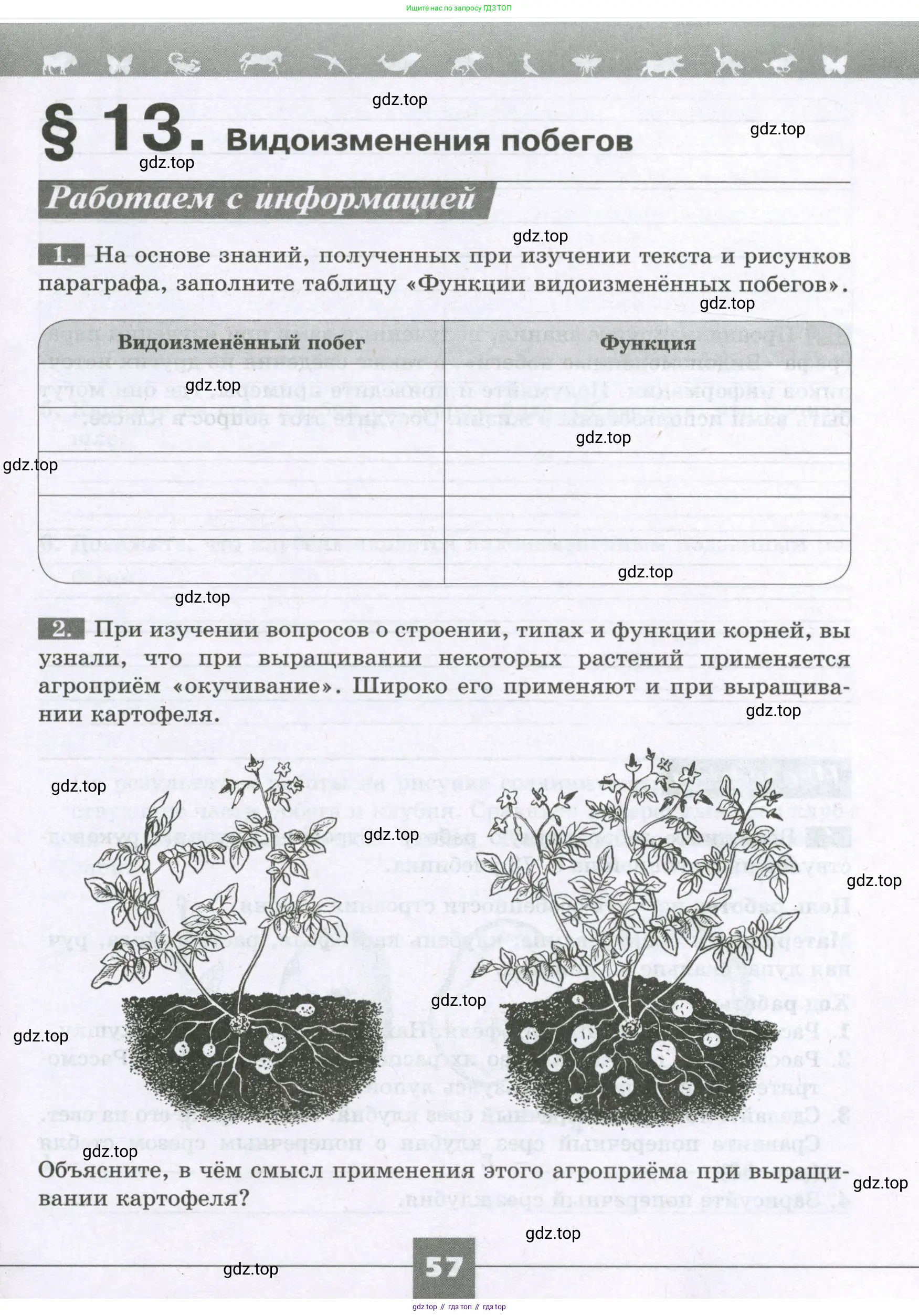 Биология, 6 класс рабочая тетрадь, авторы: Пасечник Владимир Васильевич, Суматохин Сергей Витальевич, Швецов Глеб Геннадьевич, Гапонюк Зоя Георгиевна, Косарькова Марина Викторовна, издательство Просвещение, Москва, 2023, белого цвета, страница 57