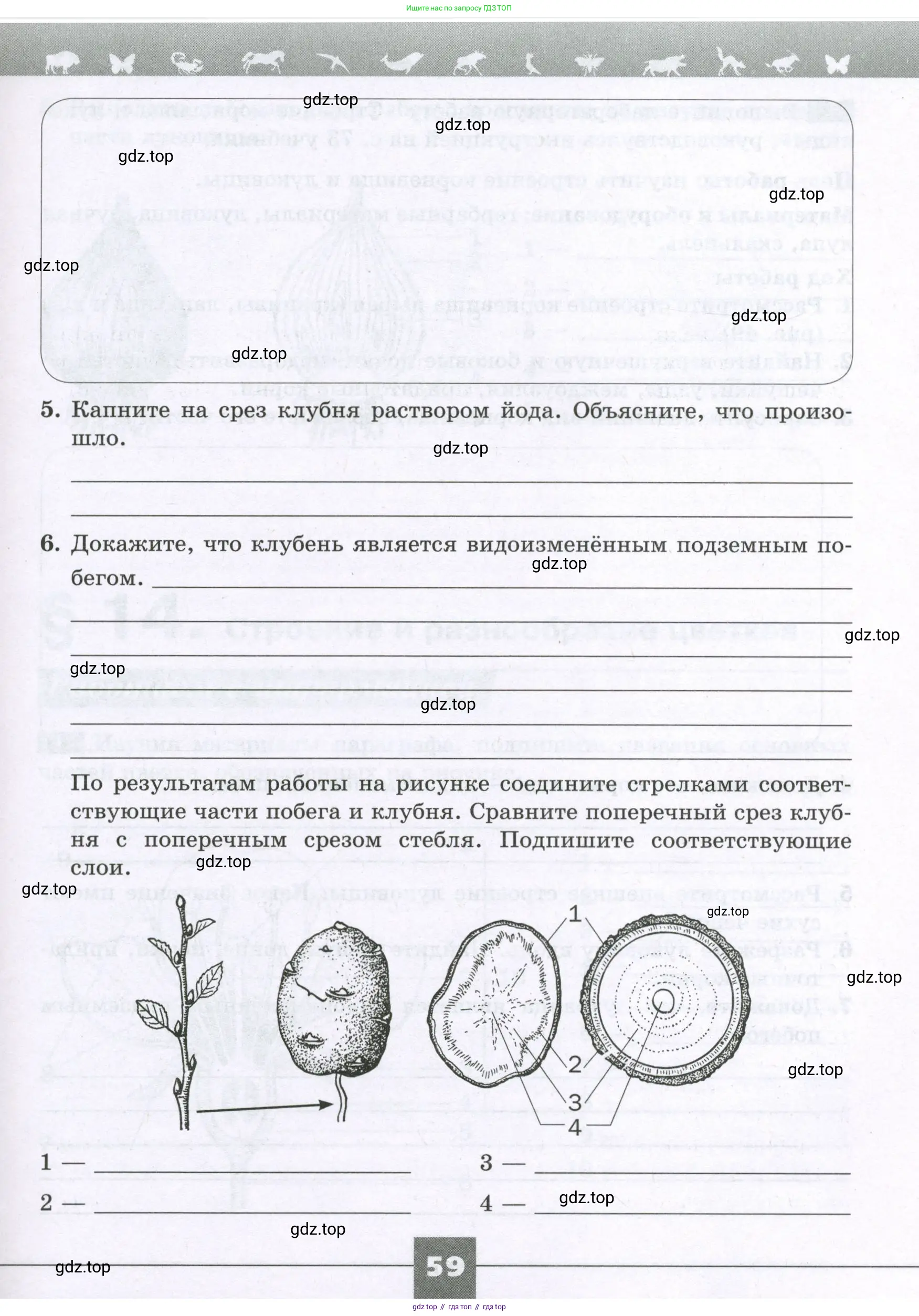 Биология, 6 класс рабочая тетрадь, авторы: Пасечник Владимир Васильевич, Суматохин Сергей Витальевич, Швецов Глеб Геннадьевич, Гапонюк Зоя Георгиевна, Косарькова Марина Викторовна, издательство Просвещение, Москва, 2023, белого цвета, страница 59