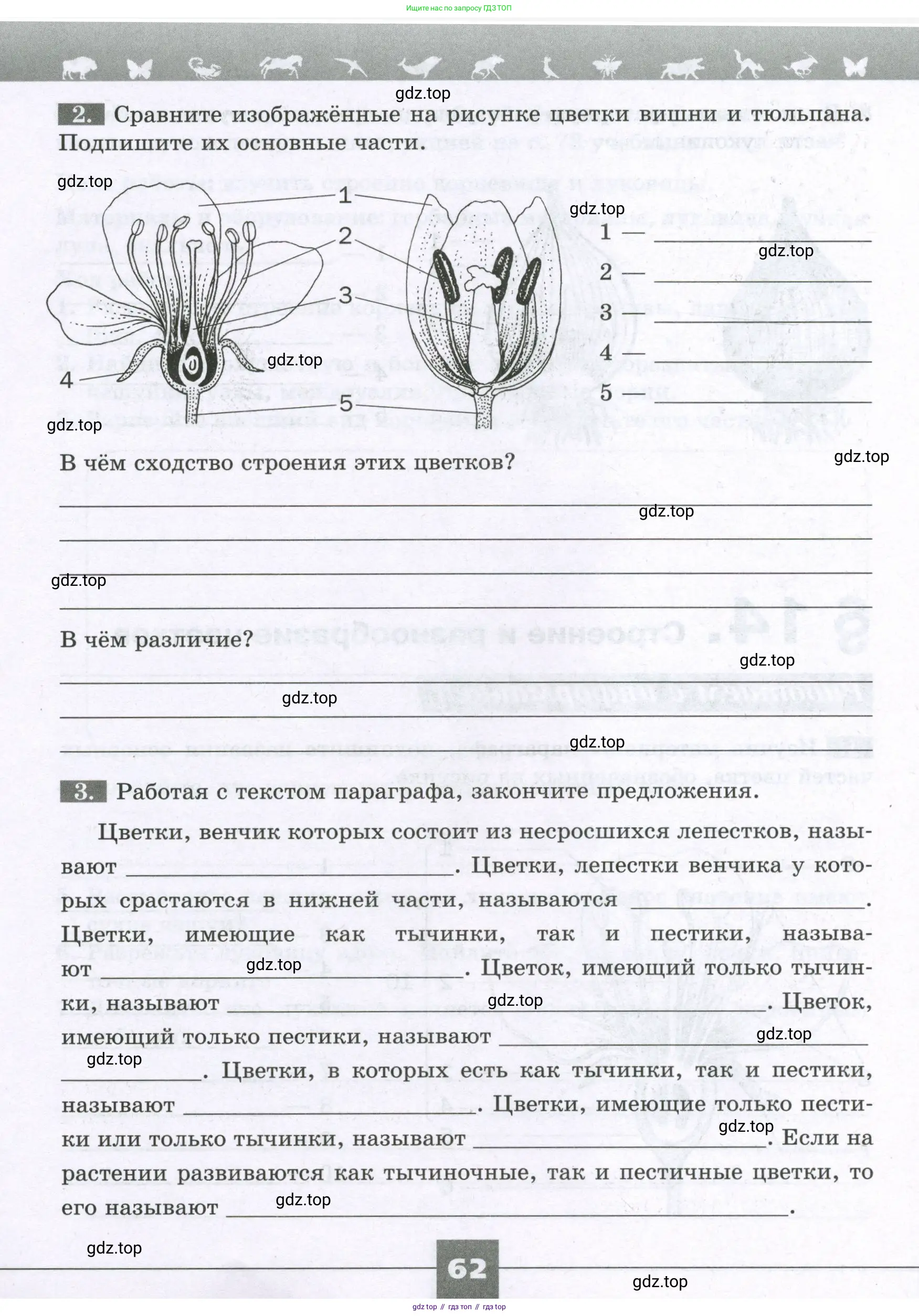 Биология, 6 класс рабочая тетрадь, авторы: Пасечник Владимир Васильевич, Суматохин Сергей Витальевич, Швецов Глеб Геннадьевич, Гапонюк Зоя Георгиевна, Косарькова Марина Викторовна, издательство Просвещение, Москва, 2023, белого цвета, страница 62