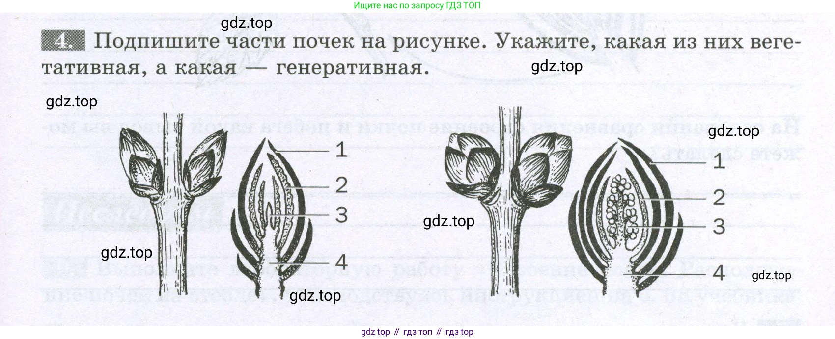 ГДЗ Биология, 6 класс рабочая тетрадь, авторы: Пасечник Владимир Васильевич, Суматохин Сергей Витальевич, Швецов Глеб Геннадьевич, Гапонюк Зоя Георгиевна, Косарькова Марина Викторовна, издательство Просвещение, Москва, 2023, белого цвета, страница 43, номер 4, Условие