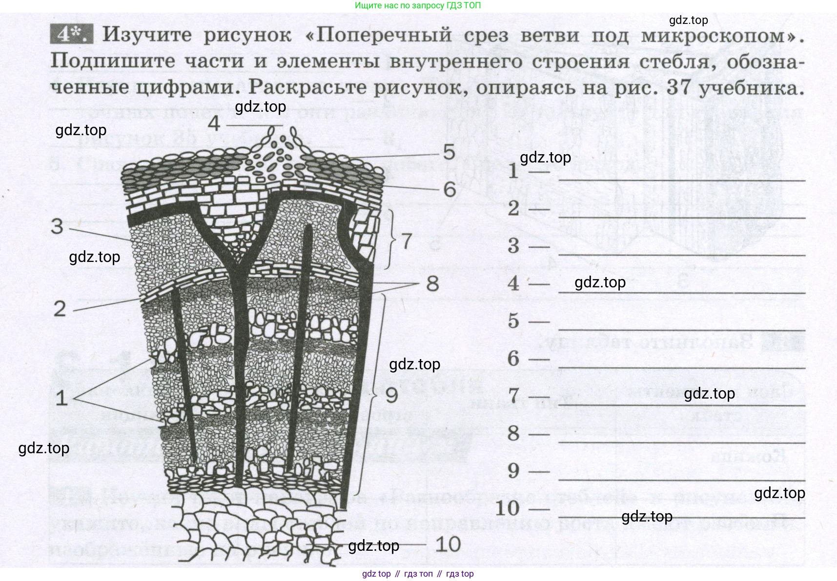 ГДЗ Биология, 6 класс рабочая тетрадь, авторы: Пасечник Владимир Васильевич, Суматохин Сергей Витальевич, Швецов Глеб Геннадьевич, Гапонюк Зоя Георгиевна, Косарькова Марина Викторовна, издательство Просвещение, Москва, 2023, белого цвета, страница 48, номер 4, Условие