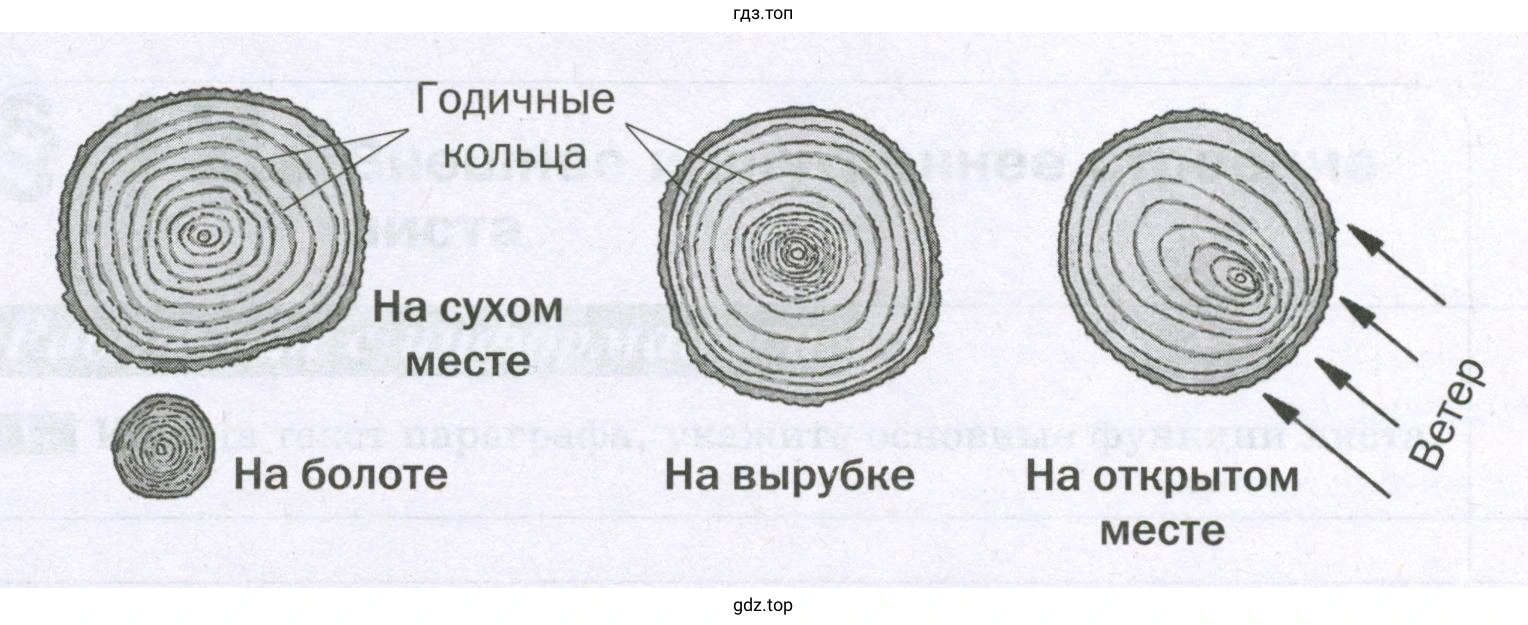 Влияние условий жизни на рост дерева в толщину