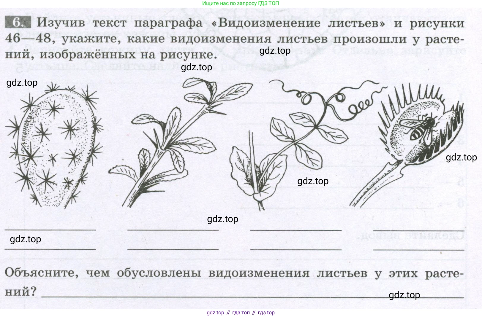 ГДЗ Биология, 6 класс рабочая тетрадь, авторы: Пасечник Владимир Васильевич, Суматохин Сергей Витальевич, Швецов Глеб Геннадьевич, Гапонюк Зоя Георгиевна, Косарькова Марина Викторовна, издательство Просвещение, Москва, 2023, белого цвета, страница 53, номер 6, Условие