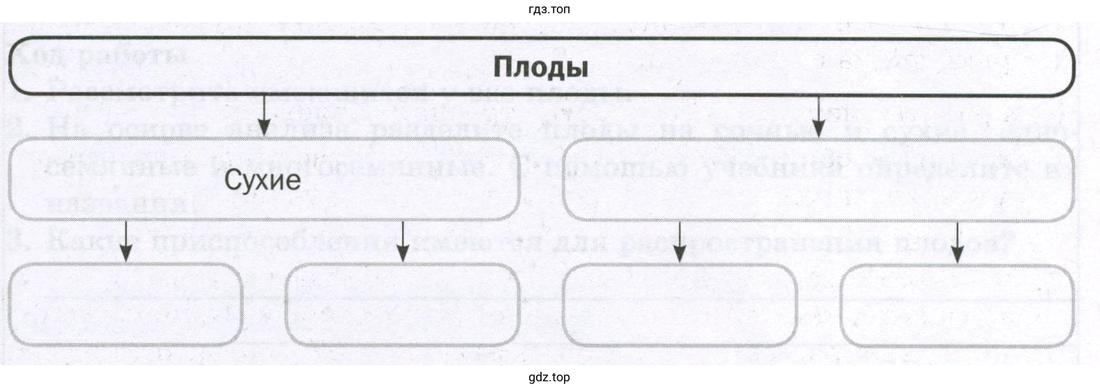 заполните схему «Классификация плодов».