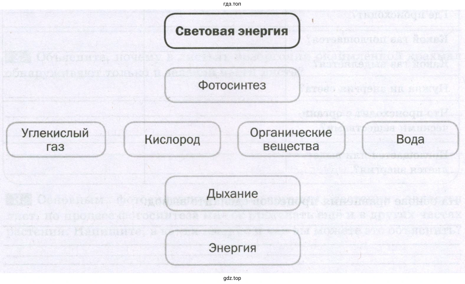 Взаимосвязь фотосинтеза и дыхания