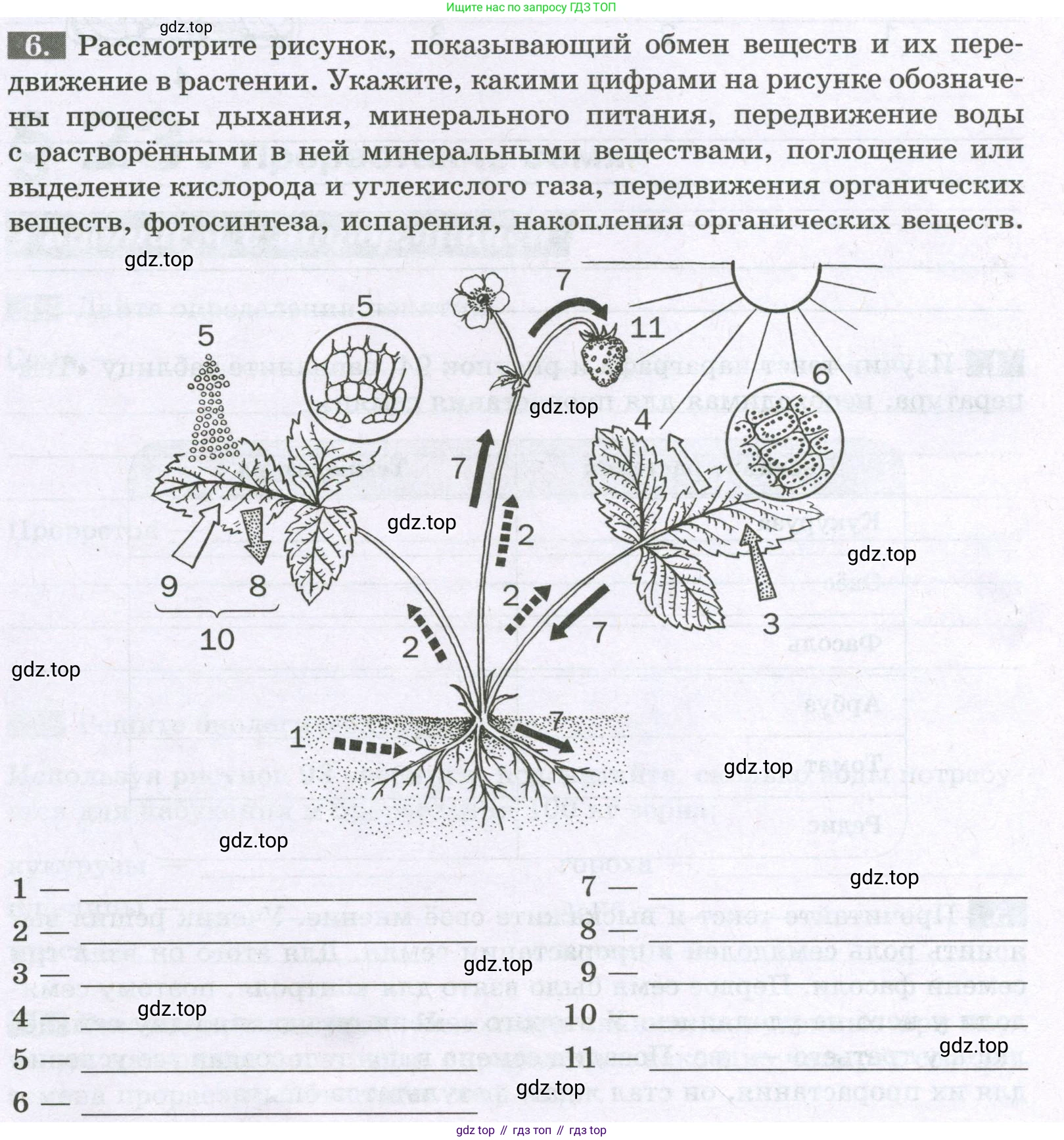 Биология, 6 класс рабочая тетрадь, авторы: Пасечник Владимир Васильевич, Суматохин Сергей Витальевич, Швецов Глеб Геннадьевич, Гапонюк Зоя Георгиевна, Косарькова Марина Викторовна, издательство Просвещение, Москва, 2023, белого цвета, страница 92, номер 6, Условие