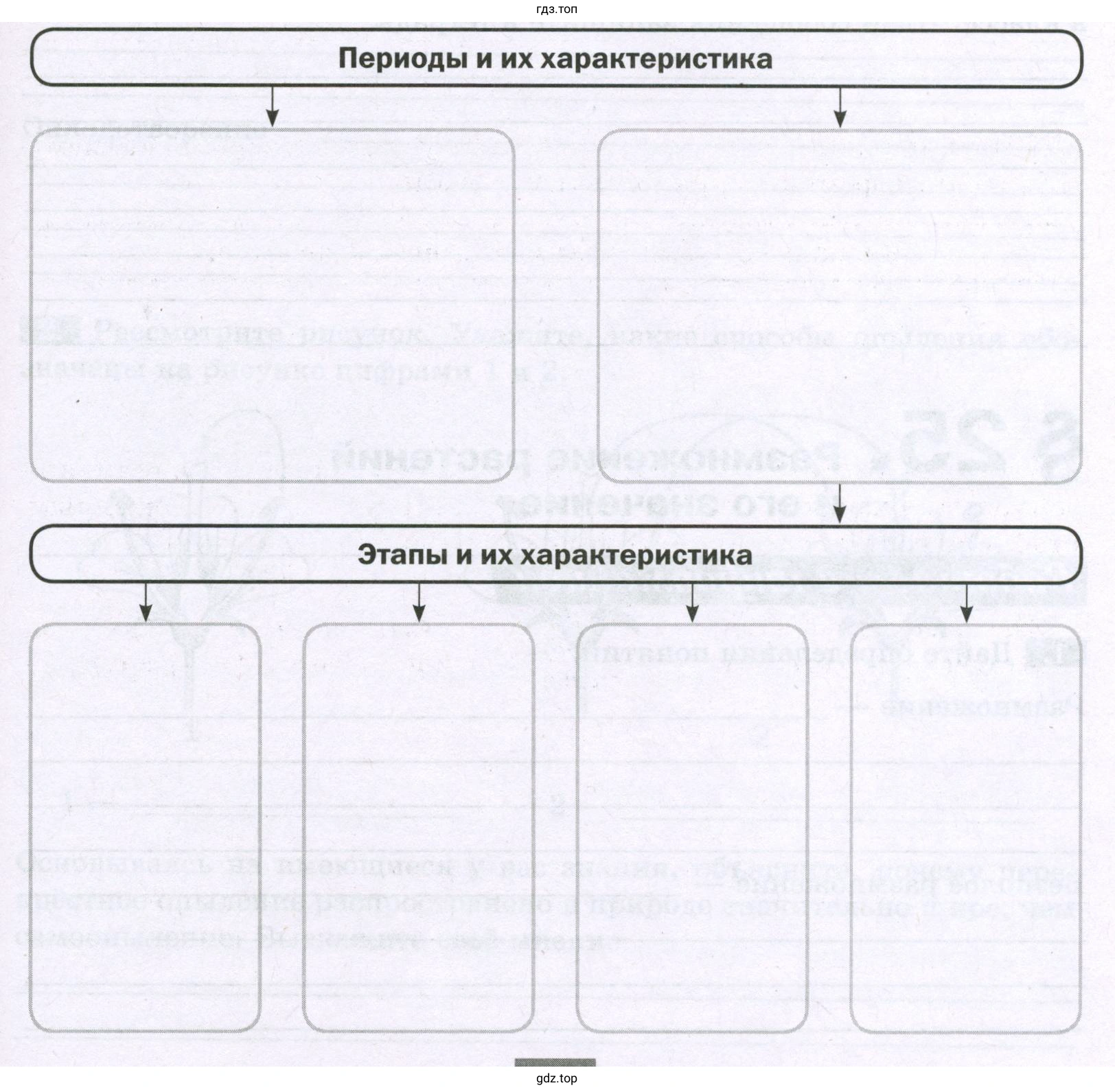 Периоды и этапы в индивидуальном развитии покрытосеменных растений