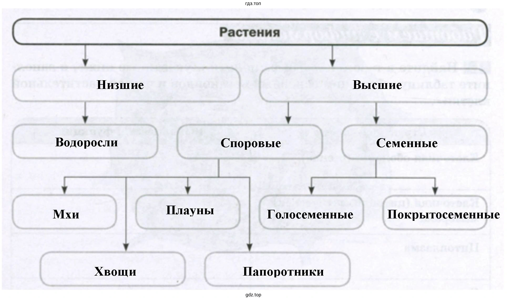 Растения низшие и высшие