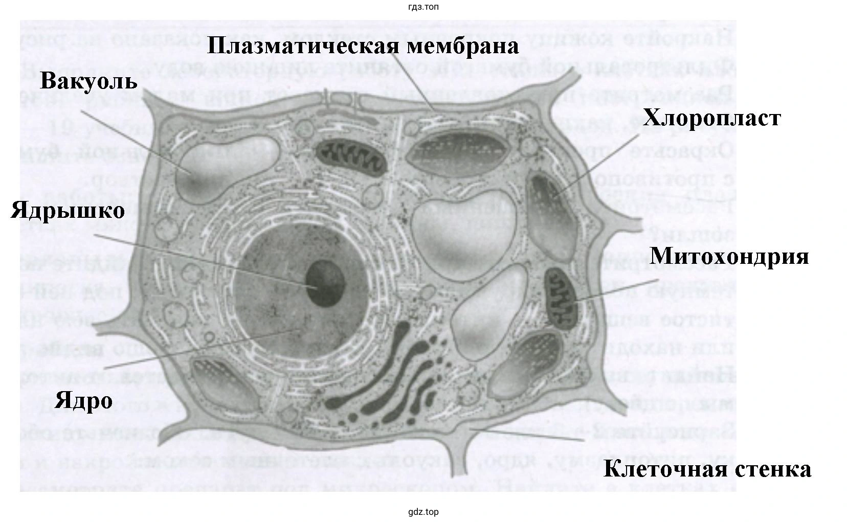 Основные части плазматической мембраны