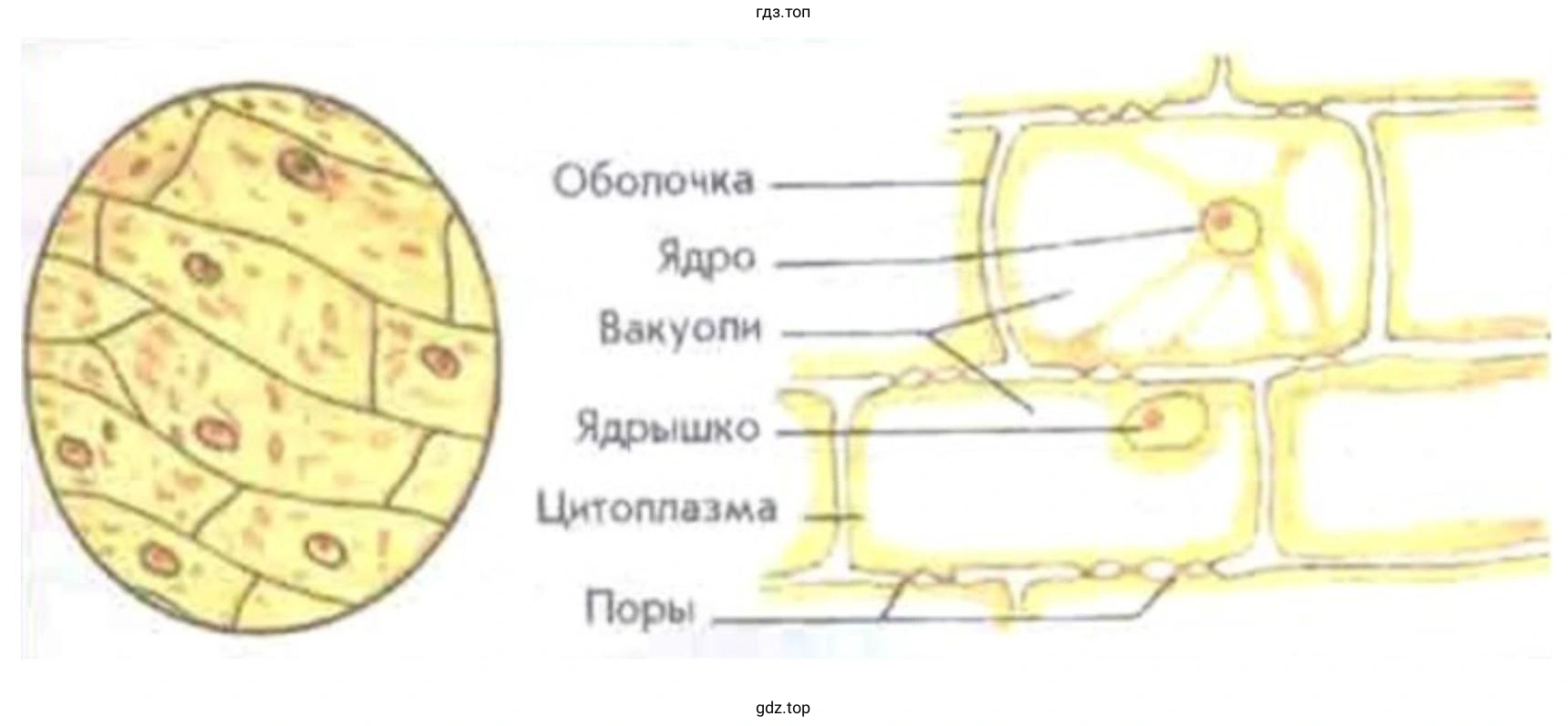 клетки кожицы чешуи лука