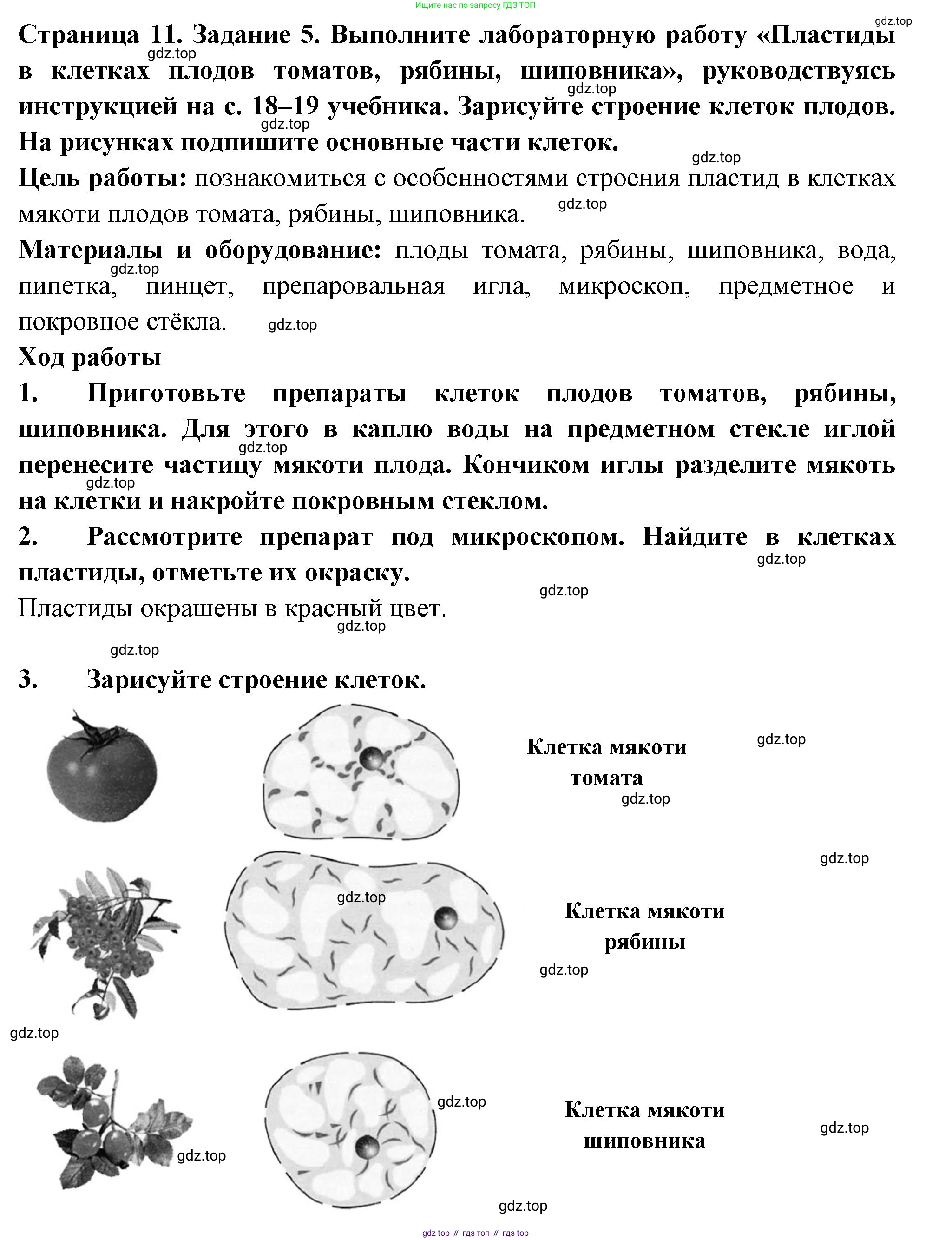 ГДЗ Биология, 6 класс рабочая тетрадь, авторы: Пасечник Владимир Васильевич, Суматохин Сергей Витальевич, Швецов Глеб Геннадьевич, Гапонюк Зоя Георгиевна, Косарькова Марина Викторовна, издательство Просвещение, Москва, 2023, белого цвета, страница 11, номер 5, Решение