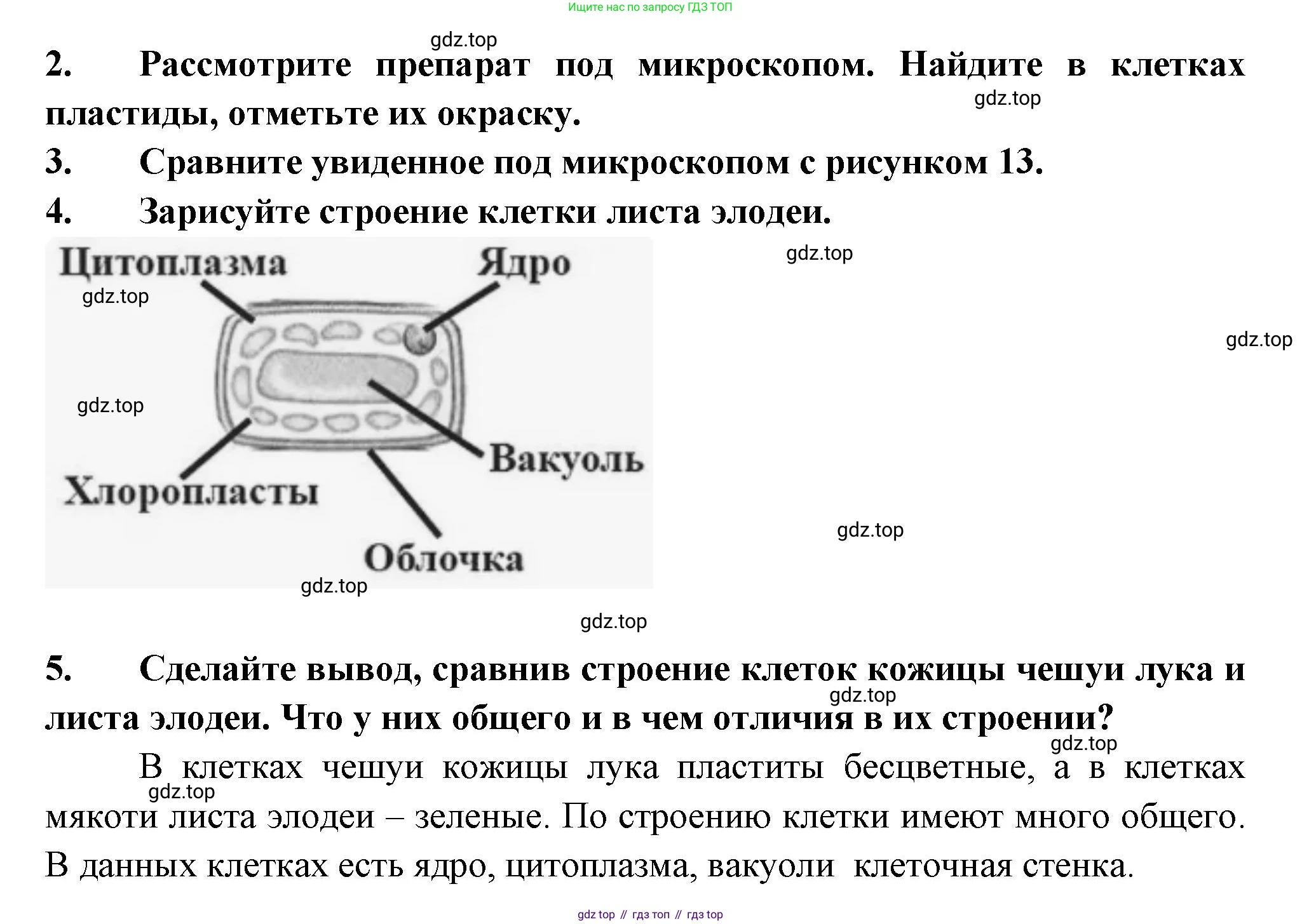 ГДЗ Биология, 6 класс рабочая тетрадь, авторы: Пасечник Владимир Васильевич, Суматохин Сергей Витальевич, Швецов Глеб Геннадьевич, Гапонюк Зоя Георгиевна, Косарькова Марина Викторовна, издательство Просвещение, Москва, 2023, белого цвета, страница 12, номер 6, Решение (продолжение 2)