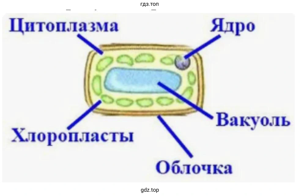 строение клетки листа элодеи
