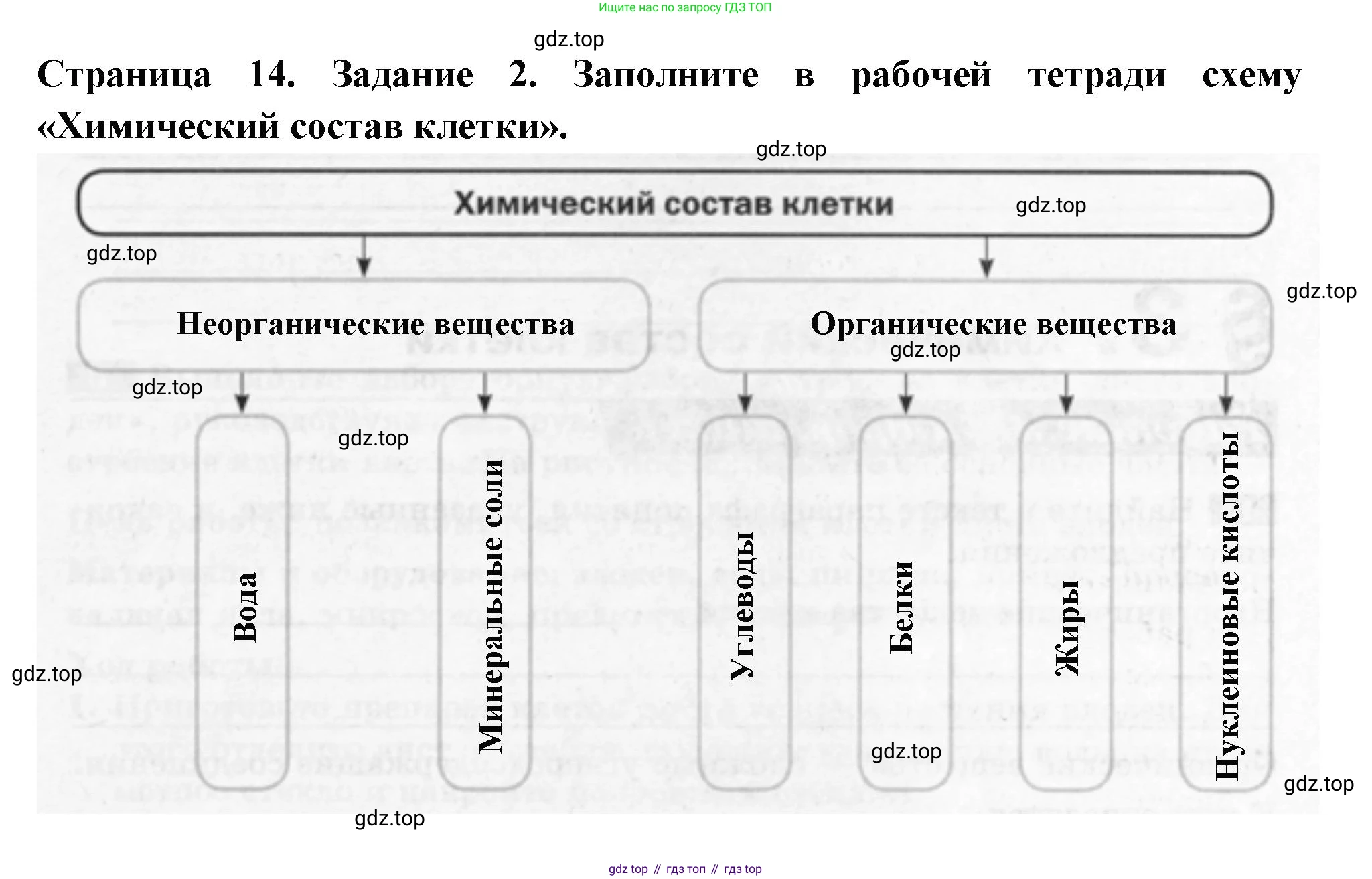 ГДЗ Биология, 6 класс рабочая тетрадь, авторы: Пасечник Владимир Васильевич, Суматохин Сергей Витальевич, Швецов Глеб Геннадьевич, Гапонюк Зоя Георгиевна, Косарькова Марина Викторовна, издательство Просвещение, Москва, 2023, белого цвета, страница 14, номер 2, Решение