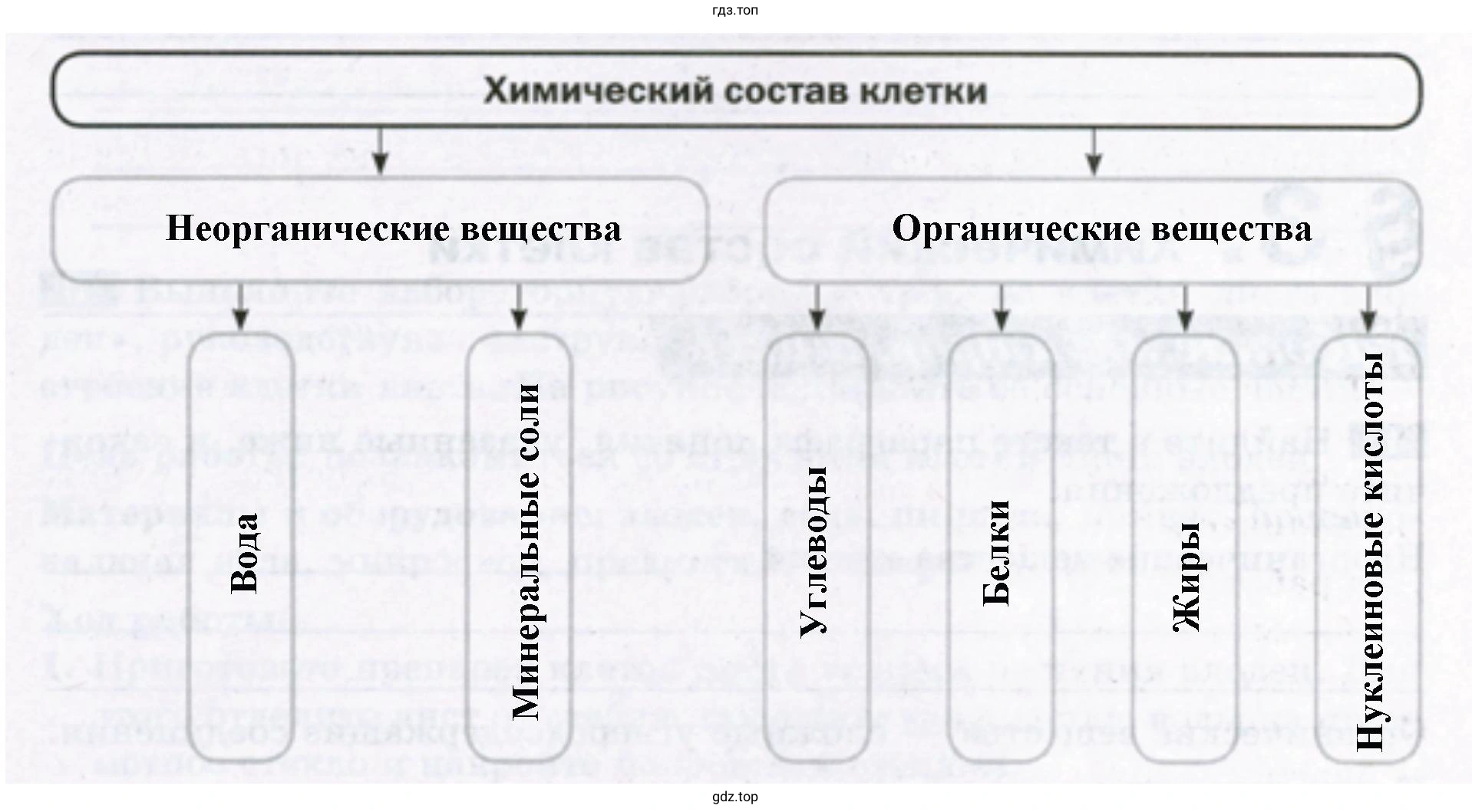 Химический состав клетки