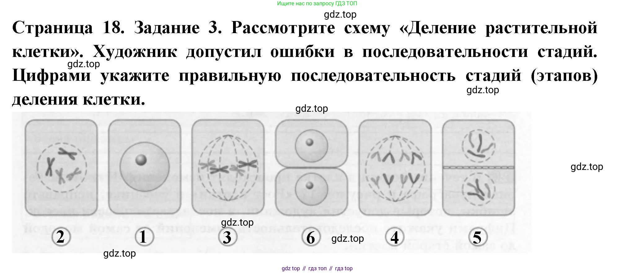 ГДЗ Биология, 6 класс рабочая тетрадь, авторы: Пасечник Владимир Васильевич, Суматохин Сергей Витальевич, Швецов Глеб Геннадьевич, Гапонюк Зоя Георгиевна, Косарькова Марина Викторовна, издательство Просвещение, Москва, 2023, белого цвета, страница 18, номер 3, Решение