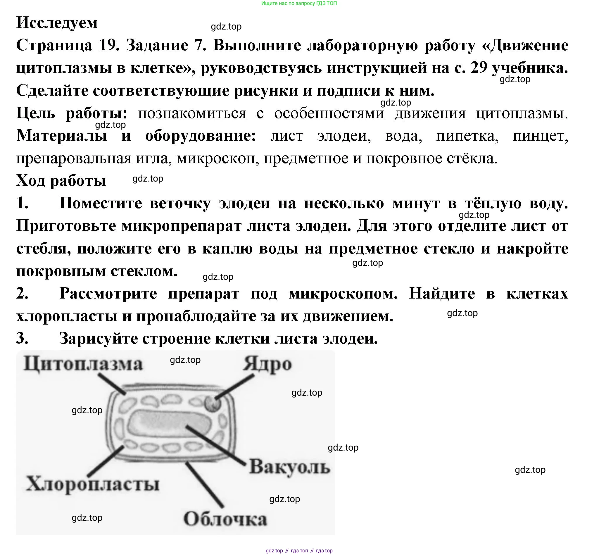 ГДЗ Биология, 6 класс рабочая тетрадь, авторы: Пасечник Владимир Васильевич, Суматохин Сергей Витальевич, Швецов Глеб Геннадьевич, Гапонюк Зоя Георгиевна, Косарькова Марина Викторовна, издательство Просвещение, Москва, 2023, белого цвета, страница 19, номер 7, Решение