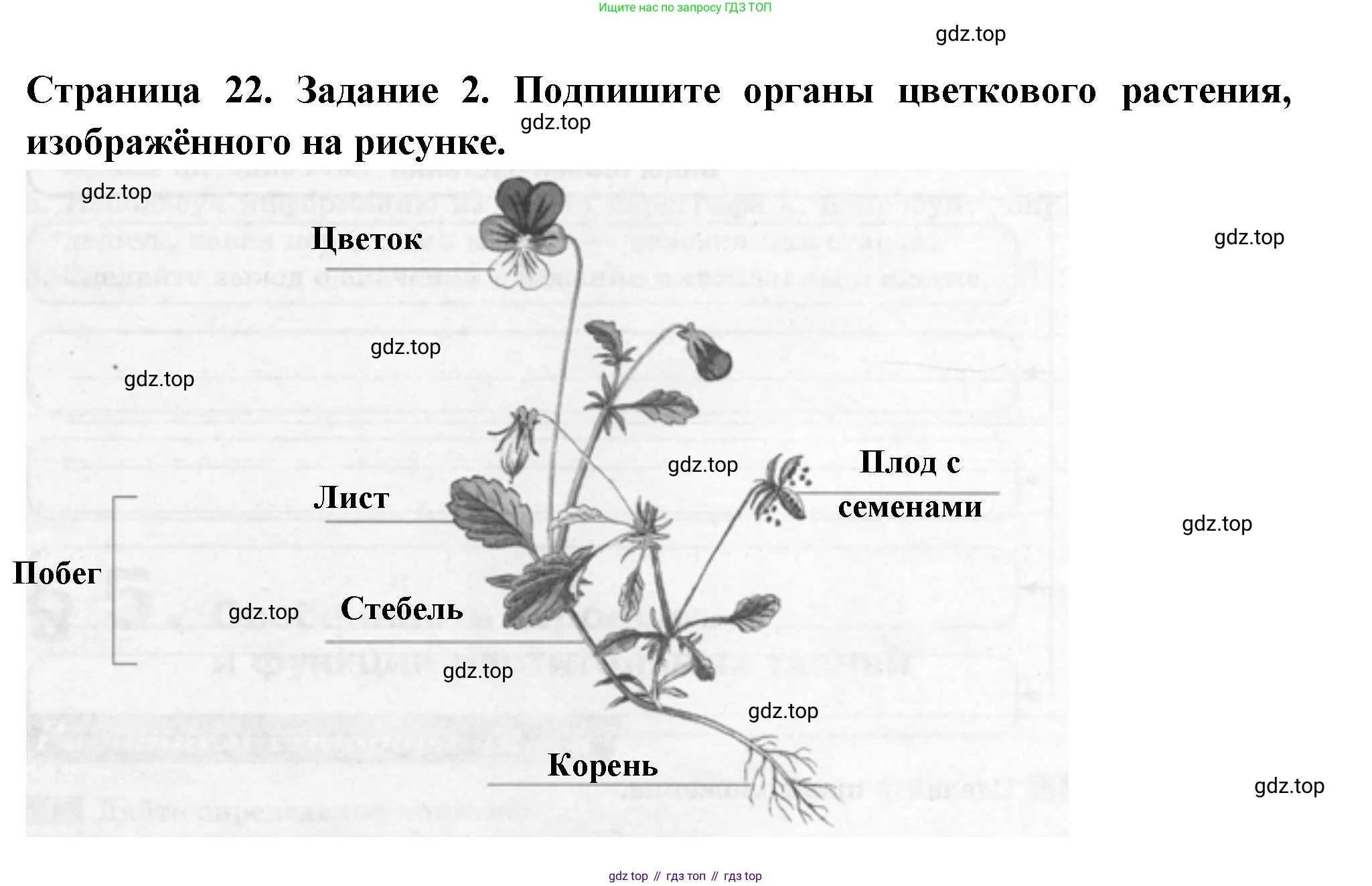 ГДЗ Биология, 6 класс рабочая тетрадь, авторы: Пасечник Владимир Васильевич, Суматохин Сергей Витальевич, Швецов Глеб Геннадьевич, Гапонюк Зоя Георгиевна, Косарькова Марина Викторовна, издательство Просвещение, Москва, 2023, белого цвета, страница 22, номер 2, Решение