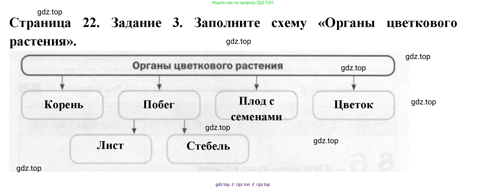 ГДЗ Биология, 6 класс рабочая тетрадь, авторы: Пасечник Владимир Васильевич, Суматохин Сергей Витальевич, Швецов Глеб Геннадьевич, Гапонюк Зоя Георгиевна, Косарькова Марина Викторовна, издательство Просвещение, Москва, 2023, белого цвета, страница 22, номер 3, Решение