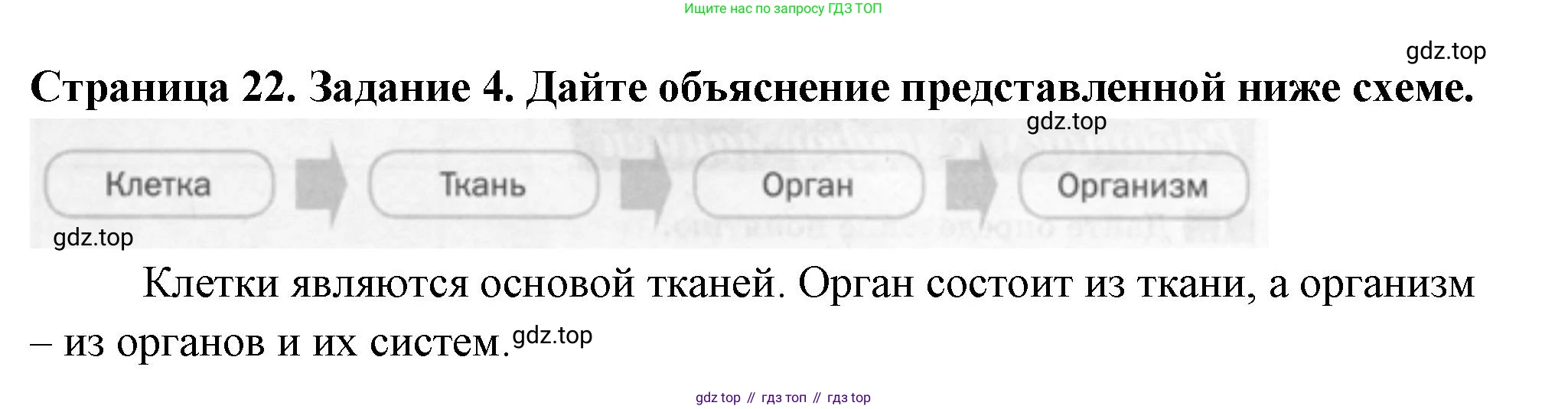 ГДЗ Биология, 6 класс рабочая тетрадь, авторы: Пасечник Владимир Васильевич, Суматохин Сергей Витальевич, Швецов Глеб Геннадьевич, Гапонюк Зоя Георгиевна, Косарькова Марина Викторовна, издательство Просвещение, Москва, 2023, белого цвета, страница 22, номер 4, Решение