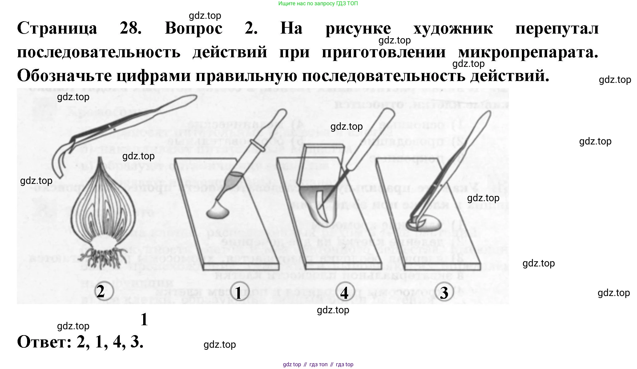 ГДЗ Биология, 6 класс рабочая тетрадь, авторы: Пасечник Владимир Васильевич, Суматохин Сергей Витальевич, Швецов Глеб Геннадьевич, Гапонюк Зоя Георгиевна, Косарькова Марина Викторовна, издательство Просвещение, Москва, 2023, белого цвета, страница 28, номер 2, Решение