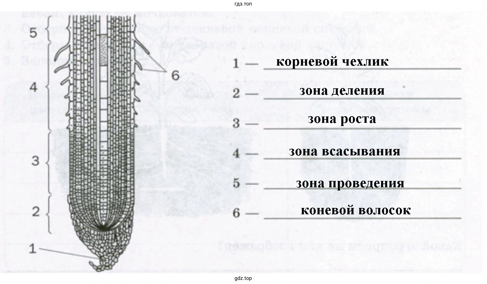 изображение продольного разреза молодого корня
