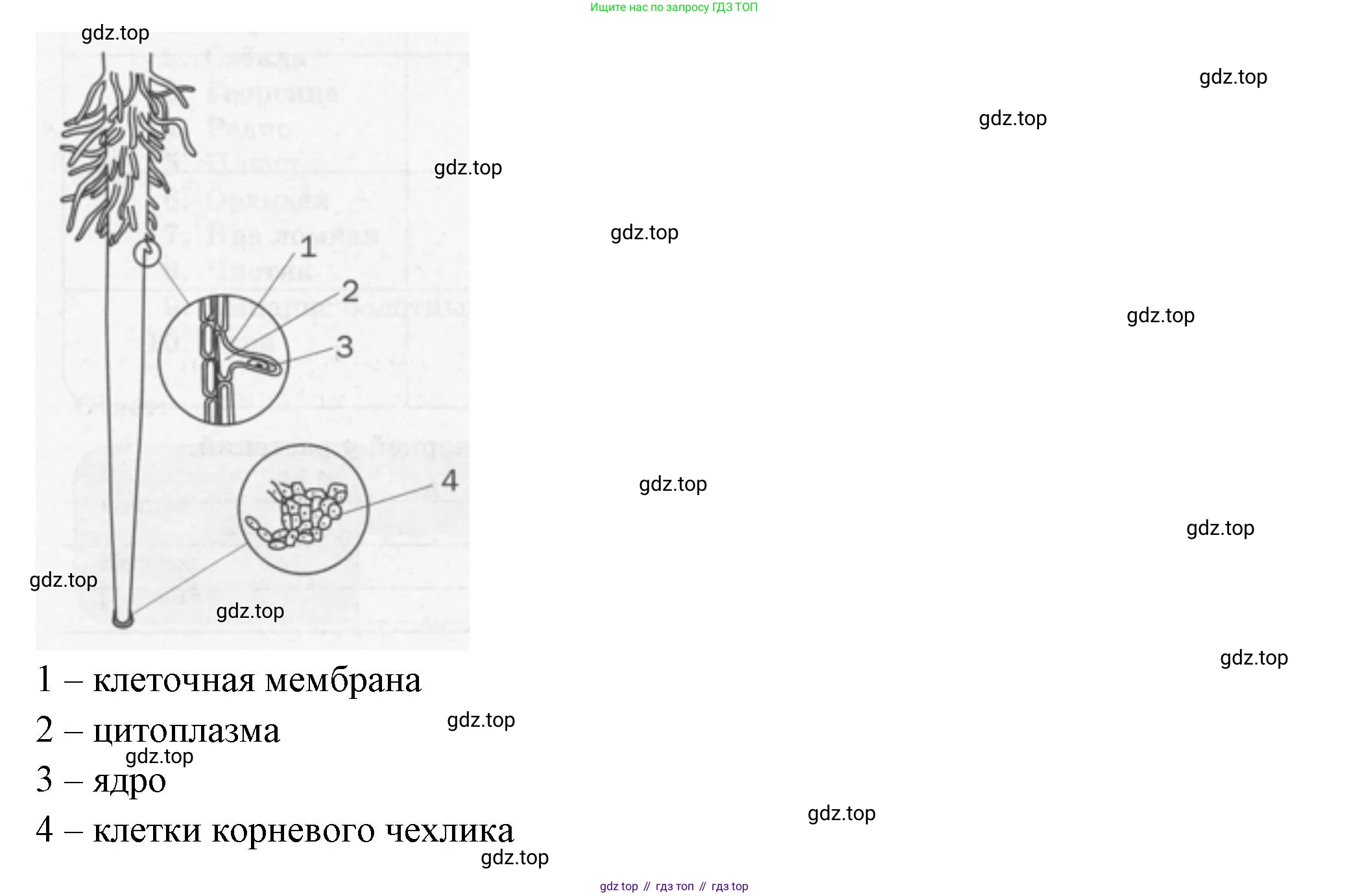 ГДЗ Биология, 6 класс рабочая тетрадь, авторы: Пасечник Владимир Васильевич, Суматохин Сергей Витальевич, Швецов Глеб Геннадьевич, Гапонюк Зоя Георгиевна, Косарькова Марина Викторовна, издательство Просвещение, Москва, 2023, белого цвета, страница 39, номер 8, Решение (продолжение 3)
