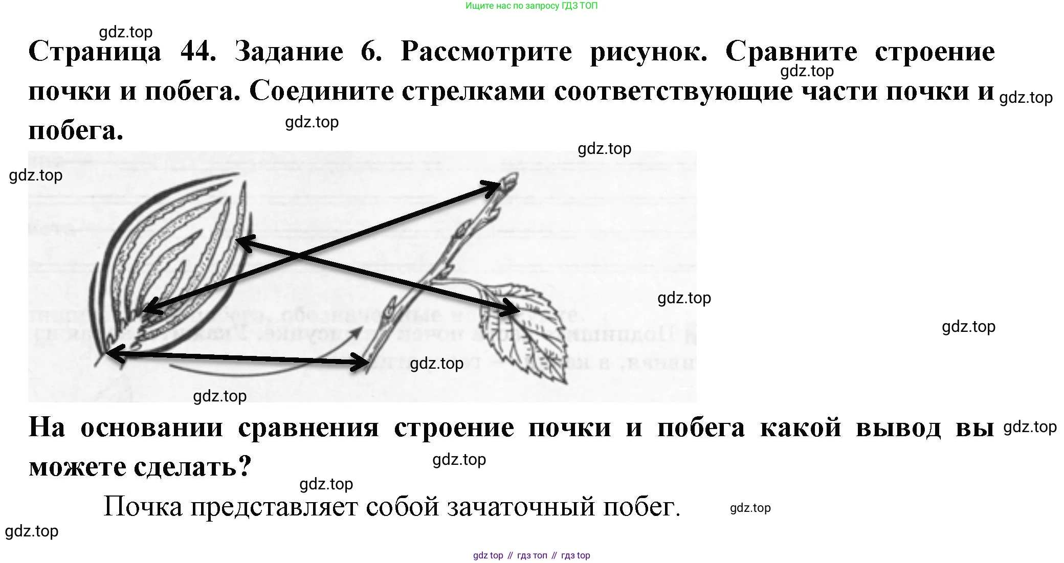 ГДЗ Биология, 6 класс рабочая тетрадь, авторы: Пасечник Владимир Васильевич, Суматохин Сергей Витальевич, Швецов Глеб Геннадьевич, Гапонюк Зоя Георгиевна, Косарькова Марина Викторовна, издательство Просвещение, Москва, 2023, белого цвета, страница 44, номер 6, Решение