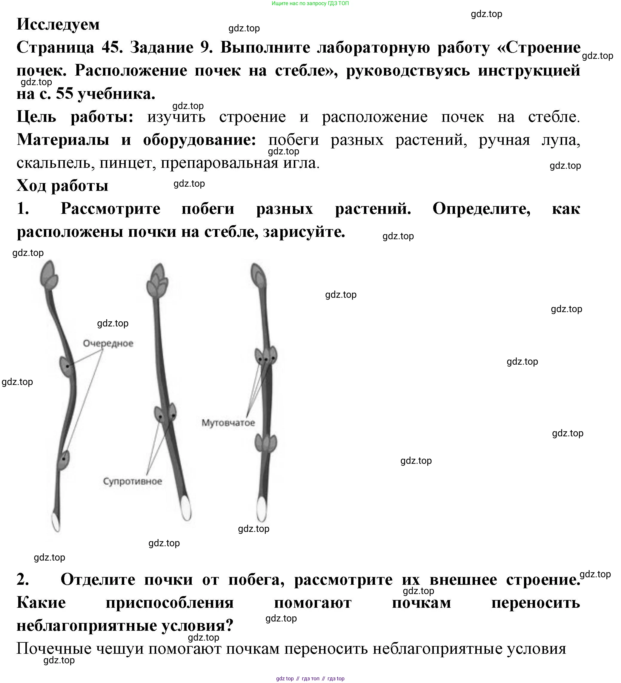 ГДЗ Биология, 6 класс рабочая тетрадь, авторы: Пасечник Владимир Васильевич, Суматохин Сергей Витальевич, Швецов Глеб Геннадьевич, Гапонюк Зоя Георгиевна, Косарькова Марина Викторовна, издательство Просвещение, Москва, 2023, белого цвета, страница 45, номер 9, Решение