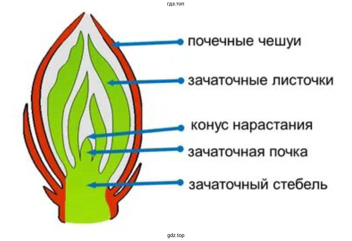 побеги разных растений.