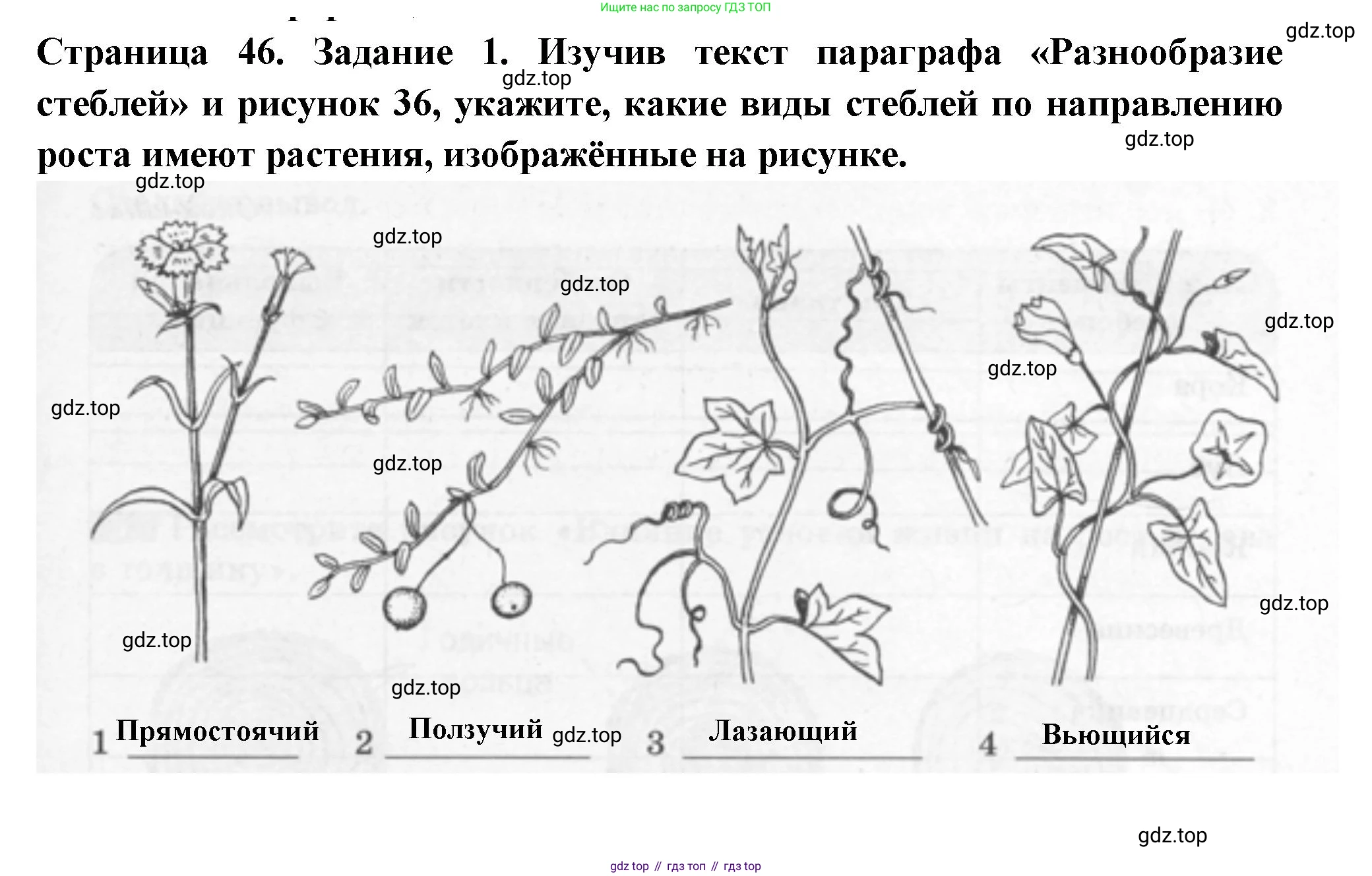 ГДЗ Биология, 6 класс рабочая тетрадь, авторы: Пасечник Владимир Васильевич, Суматохин Сергей Витальевич, Швецов Глеб Геннадьевич, Гапонюк Зоя Георгиевна, Косарькова Марина Викторовна, издательство Просвещение, Москва, 2023, белого цвета, страница 46, номер 1, Решение