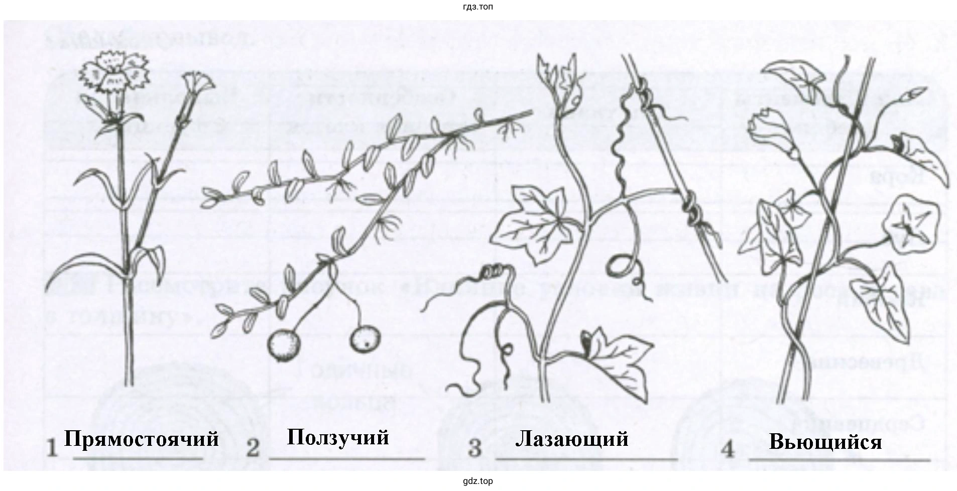 Разнообразие стеблей