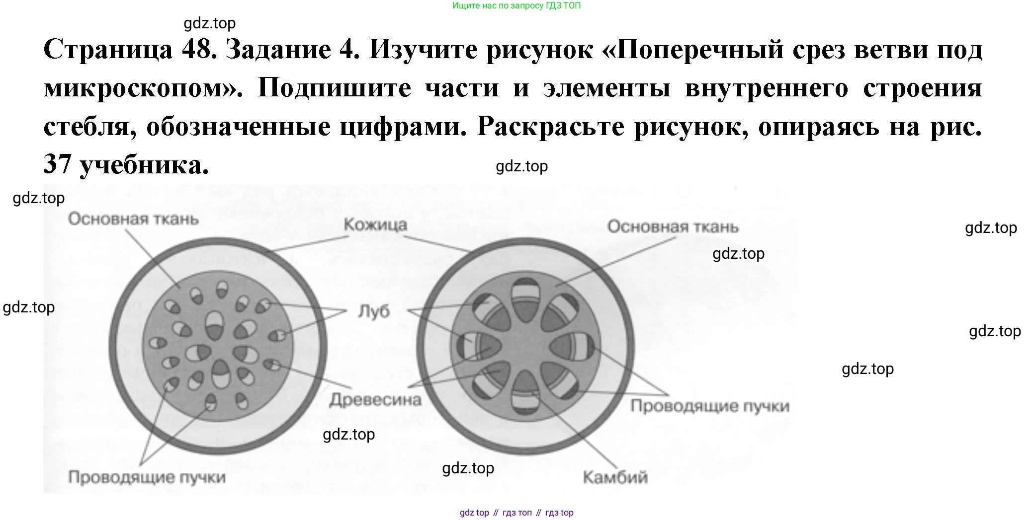 ГДЗ Биология, 6 класс рабочая тетрадь, авторы: Пасечник Владимир Васильевич, Суматохин Сергей Витальевич, Швецов Глеб Геннадьевич, Гапонюк Зоя Георгиевна, Косарькова Марина Викторовна, издательство Просвещение, Москва, 2023, белого цвета, страница 48, номер 4, Решение