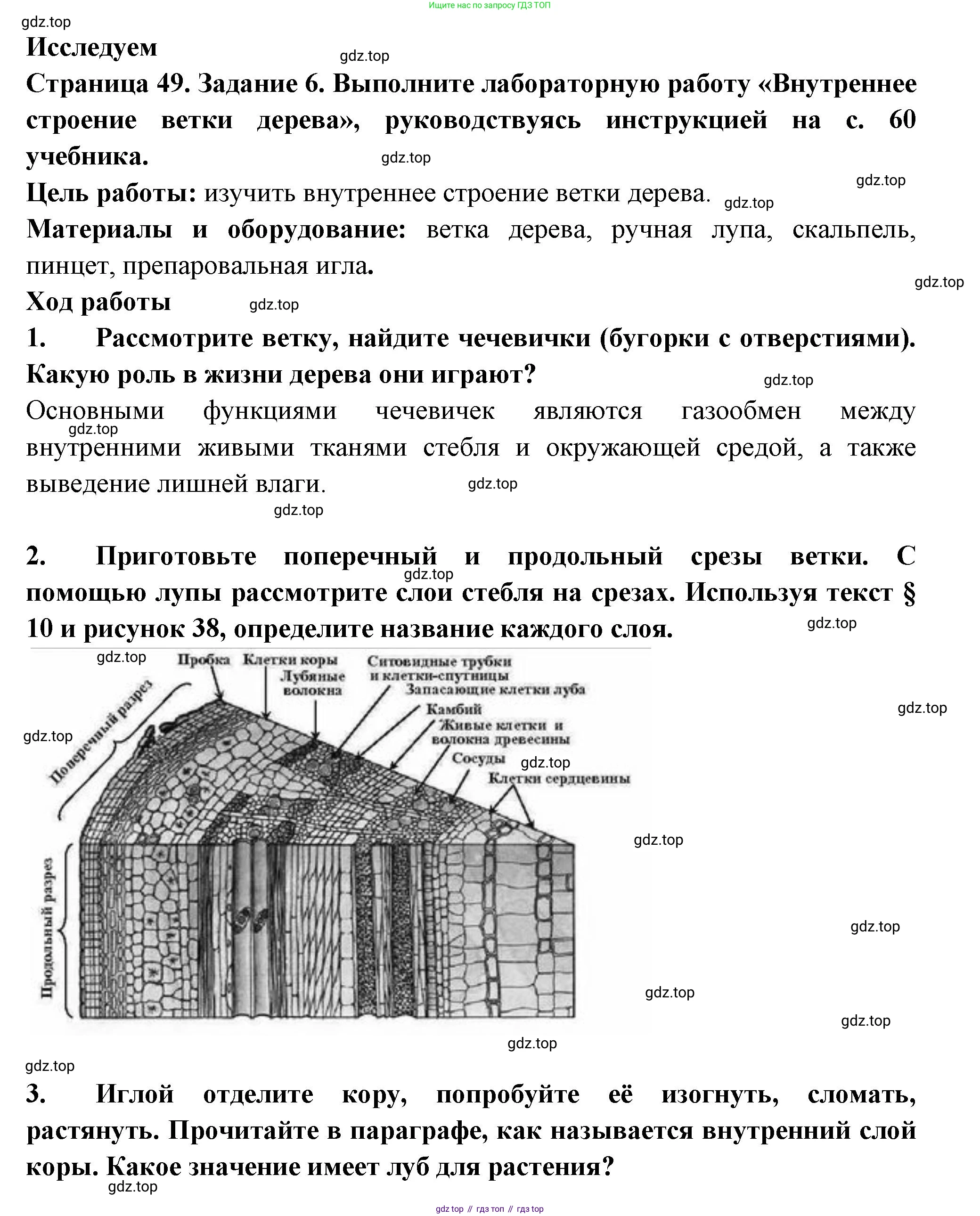 ГДЗ Биология, 6 класс рабочая тетрадь, авторы: Пасечник Владимир Васильевич, Суматохин Сергей Витальевич, Швецов Глеб Геннадьевич, Гапонюк Зоя Георгиевна, Косарькова Марина Викторовна, издательство Просвещение, Москва, 2023, белого цвета, страница 49, номер 6, Решение