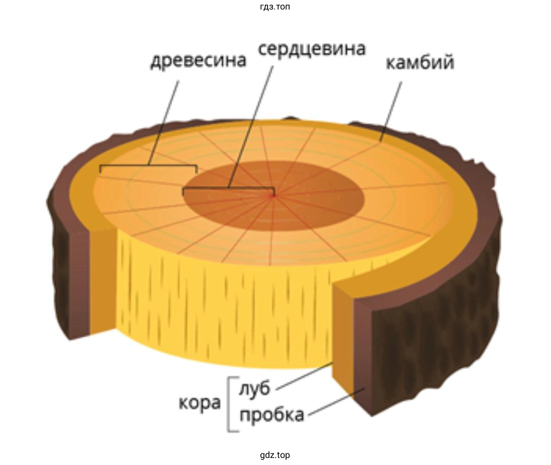 Приготовьте поперечный и продольный срезы ветки