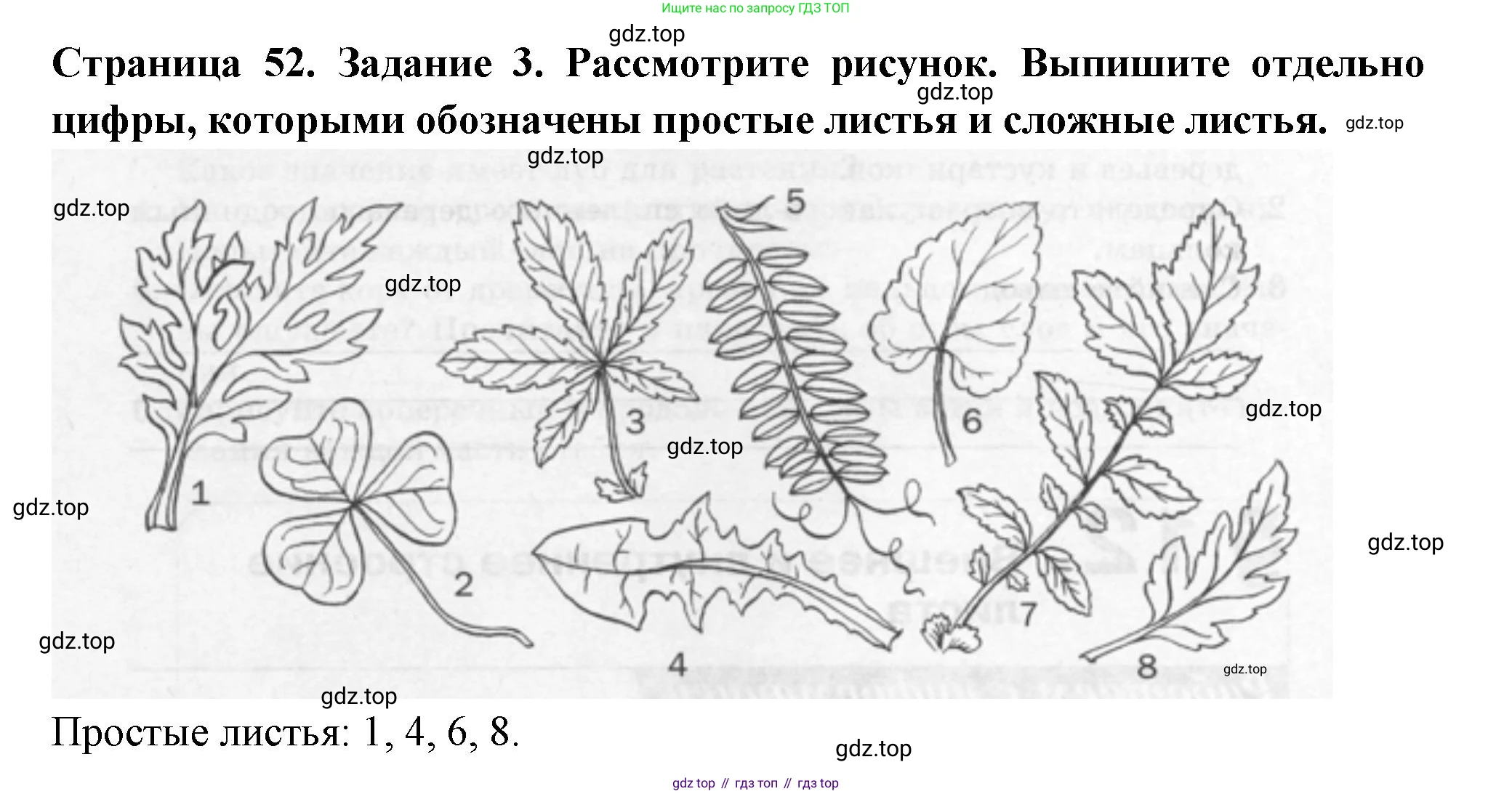 ГДЗ Биология, 6 класс рабочая тетрадь, авторы: Пасечник Владимир Васильевич, Суматохин Сергей Витальевич, Швецов Глеб Геннадьевич, Гапонюк Зоя Георгиевна, Косарькова Марина Викторовна, издательство Просвещение, Москва, 2023, белого цвета, страница 52, номер 3, Решение
