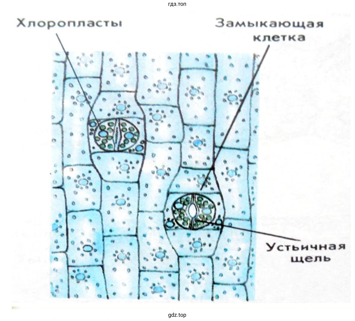Зарисуйте кожицу листа под микроскопом